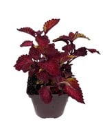 Coleus 'CC Hottie' 4 Inch