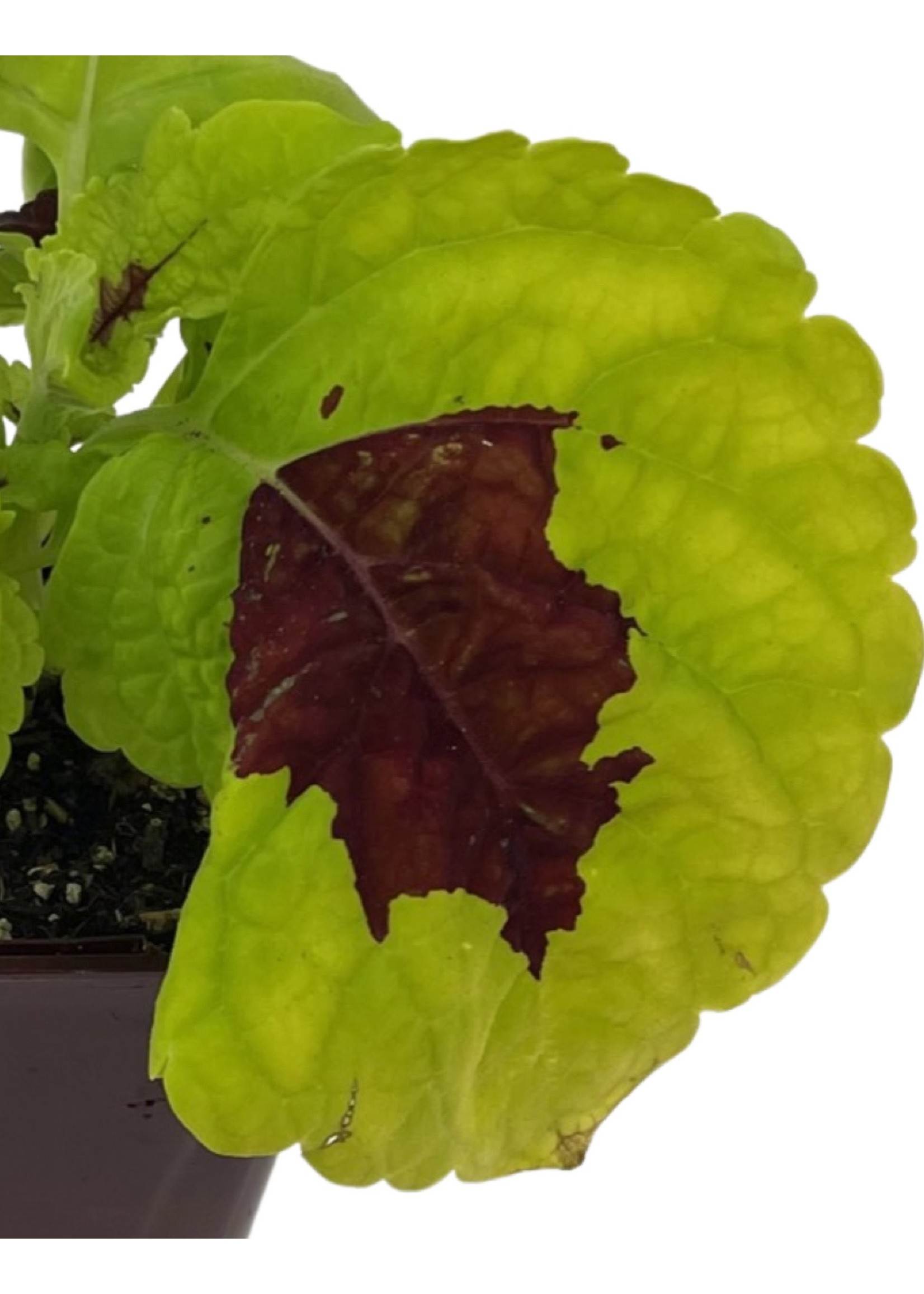 Coleus 'Kong Lime Sprite' 4 Inch