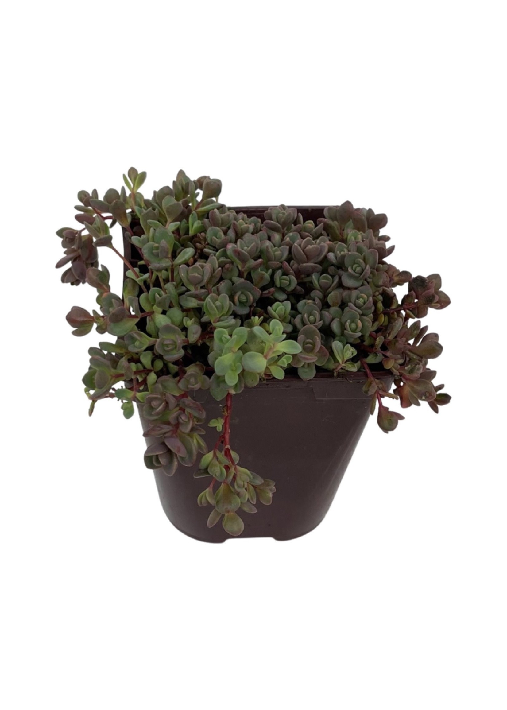 Sedum pluricaule 'Island of Sakhalin' 4 Inch