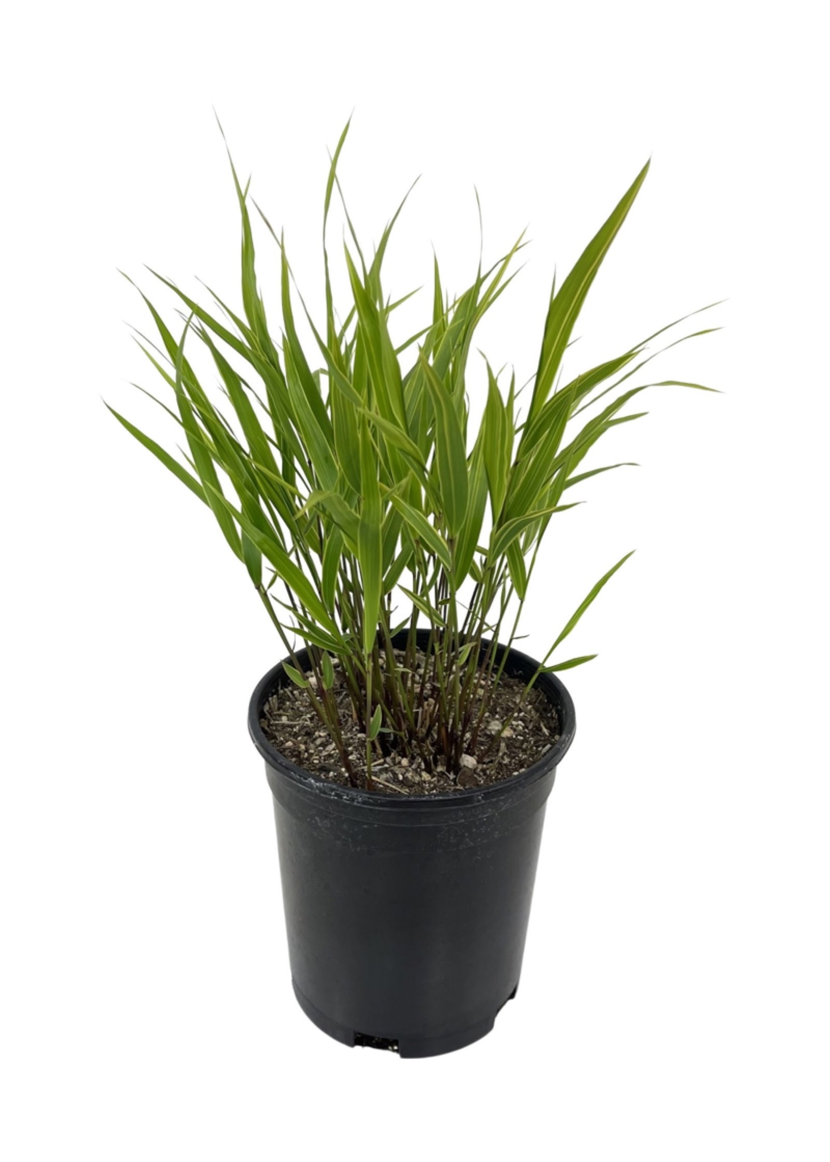 Hakonechloa macra 'Albo-striata' 1 Gallon