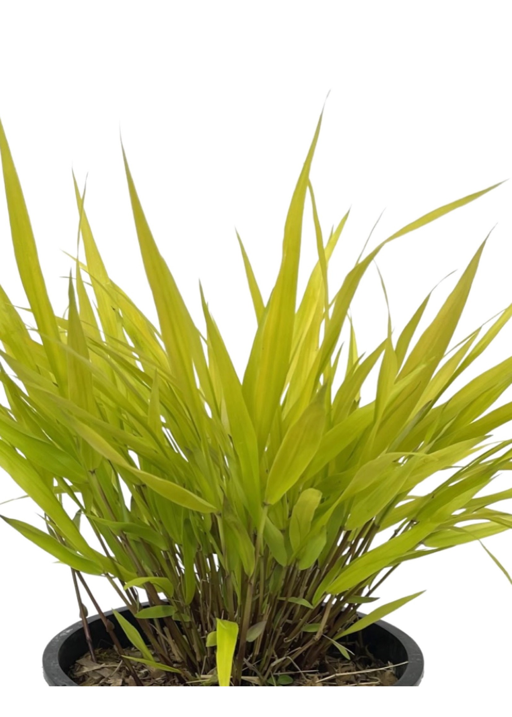 Hakonechloa macra 'All Gold'