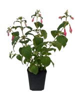 Fuchsia 'Yolanda Franck' 1 Gallon