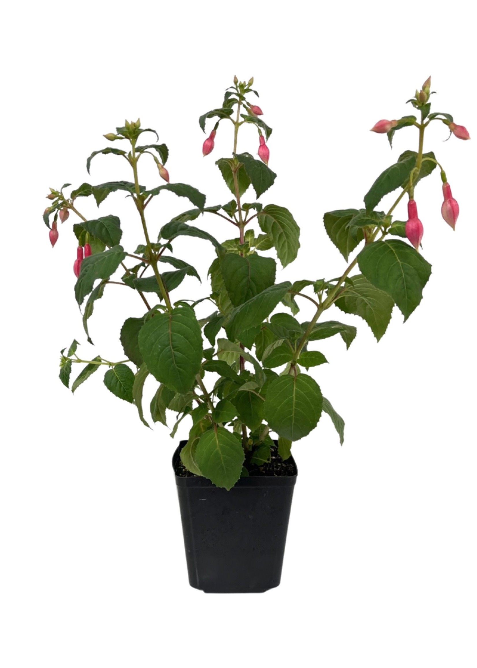 Fuchsia 'Yolanda Franck' 1 Gallon