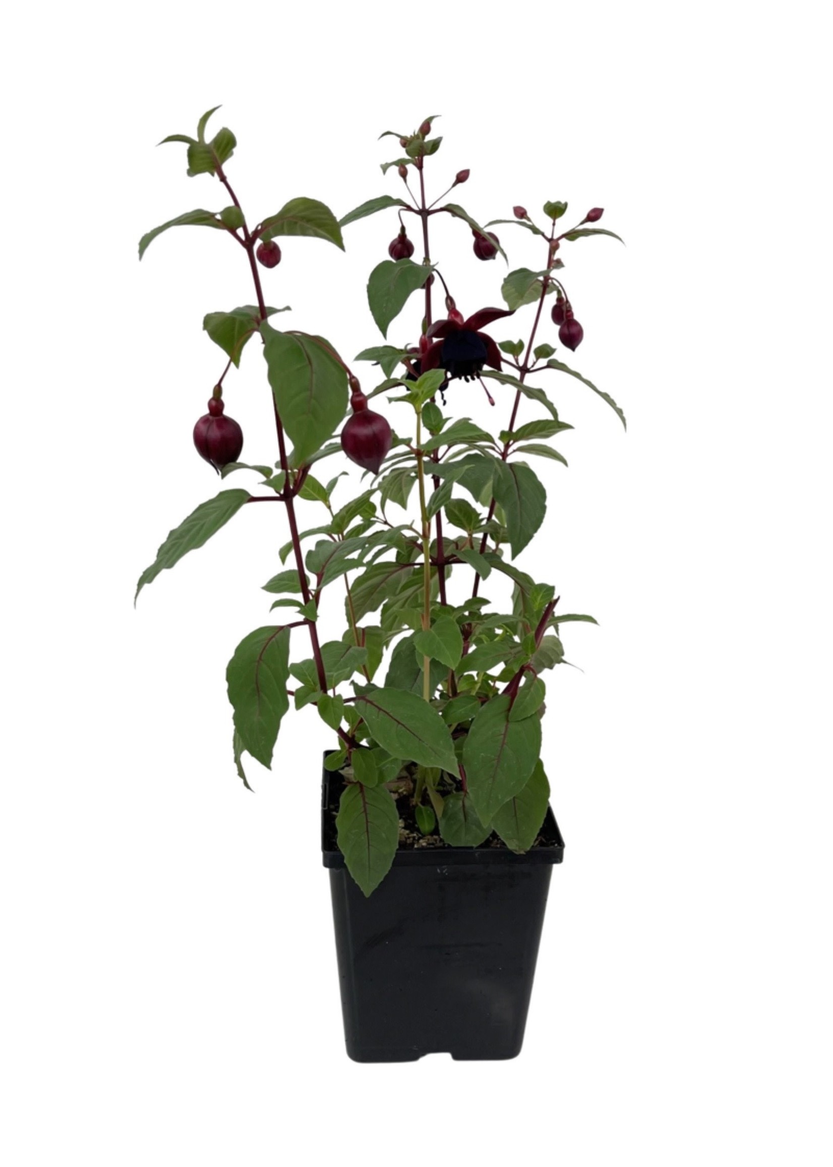 Fuchsia 'DebRon's Smokey Blue' 1 Gallon