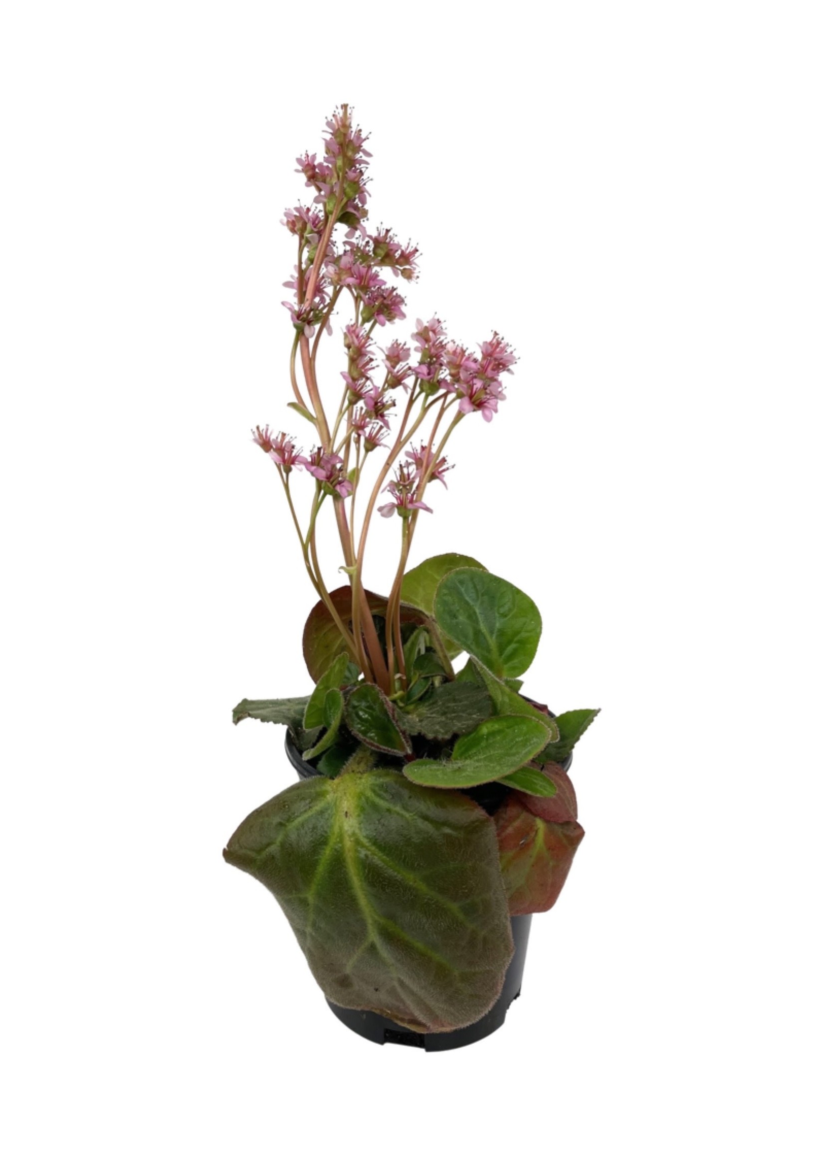 Bergenia ciliata 'Dumbo' 1 Gallon