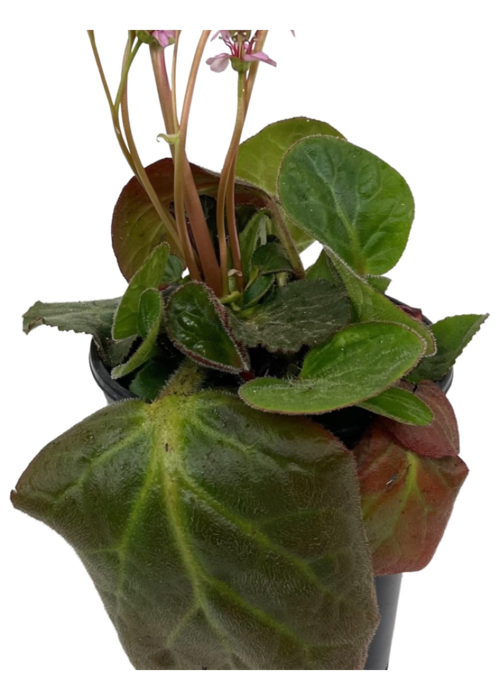 Bergenia ciliata 'Dumbo' 1 Gallon