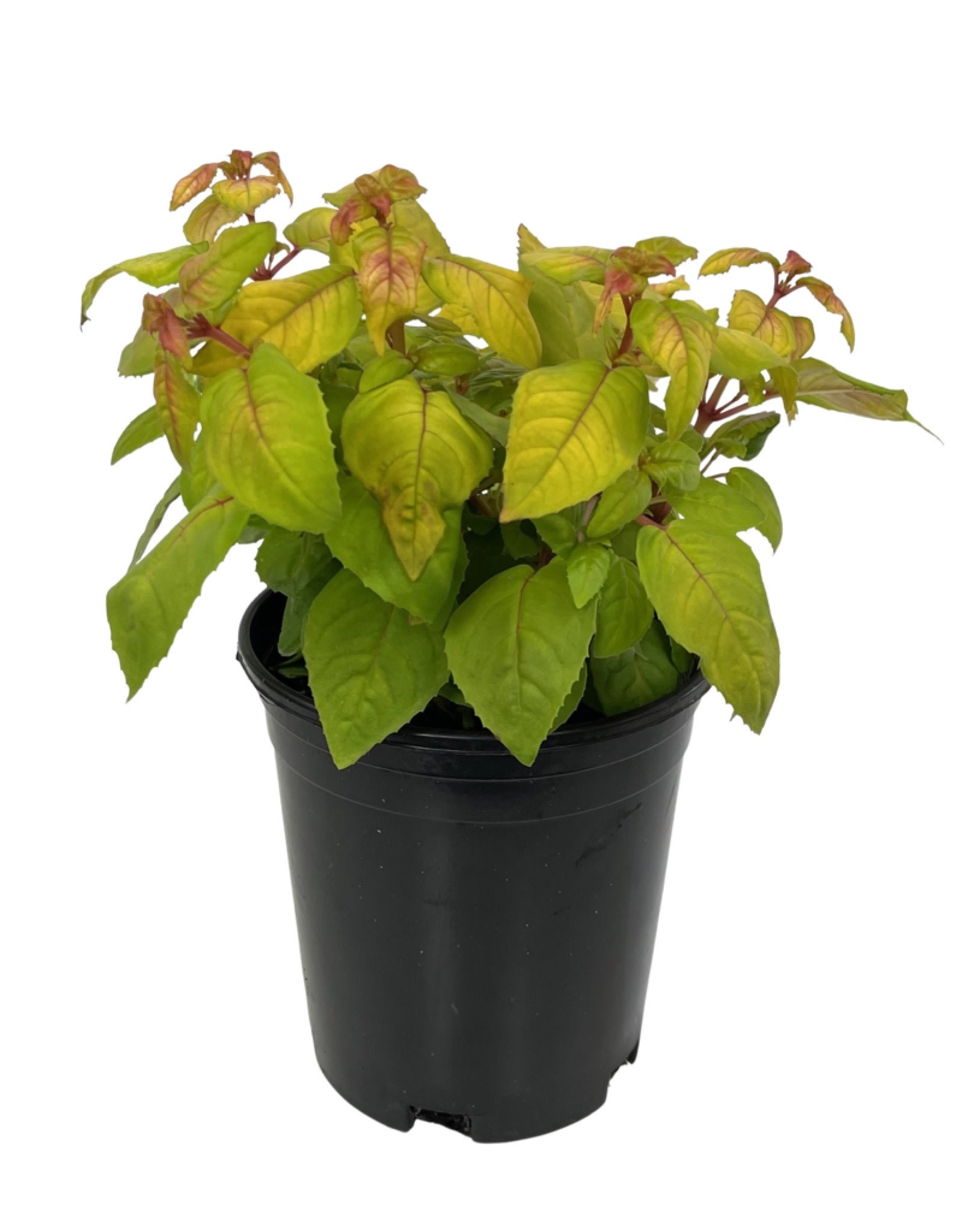 Fuchsia 'Golden Herald' 1 Gallon The Garden Corner