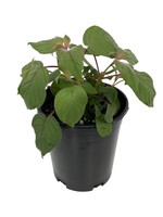 Fuchsia fulgens ‘Speciosa’ 1 Gallon