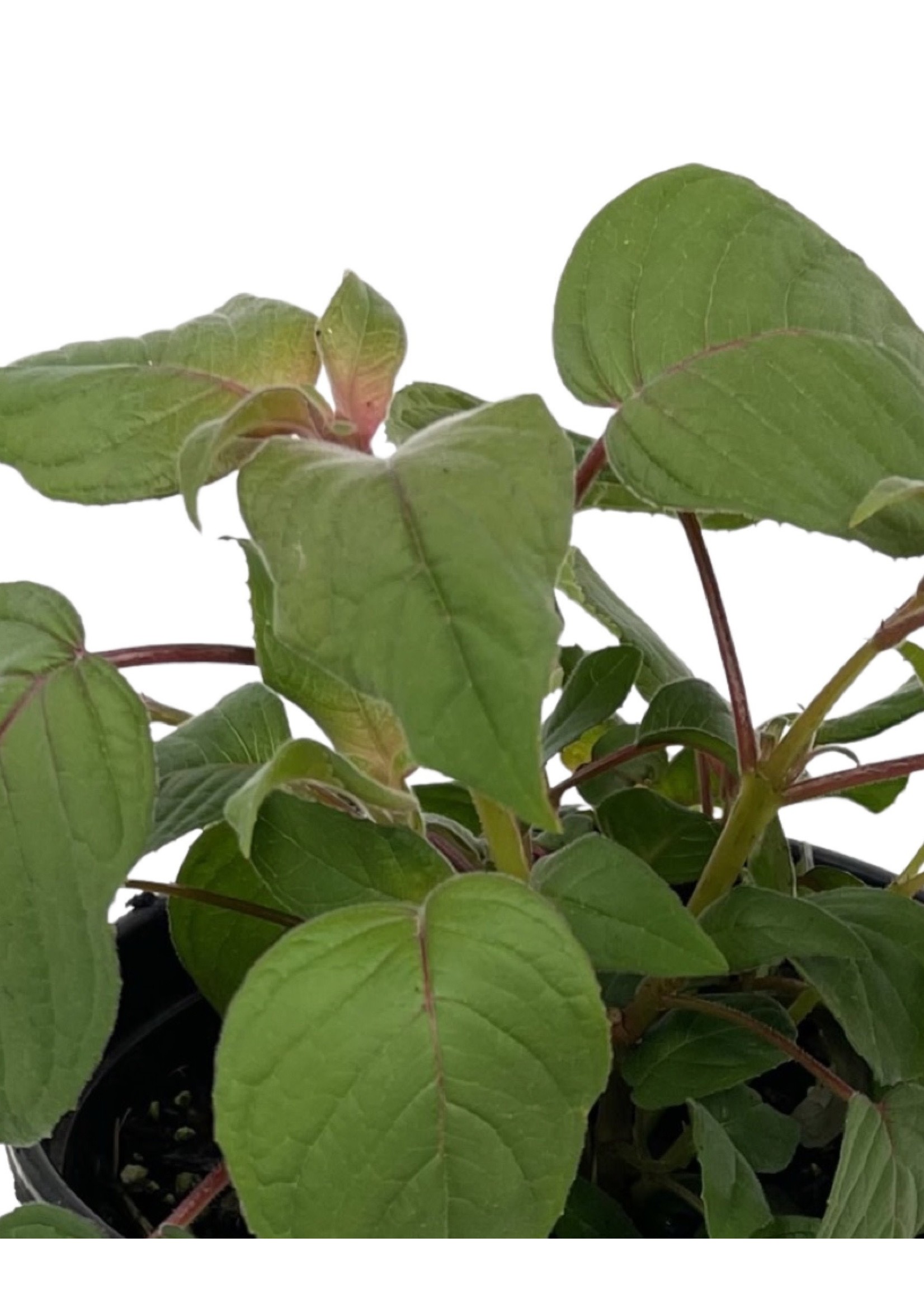 Fuchsia fulgens ‘Speciosa’ 1 Gallon