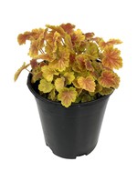 Heuchera 'Northern Exposure Sienna' 1 Gallon