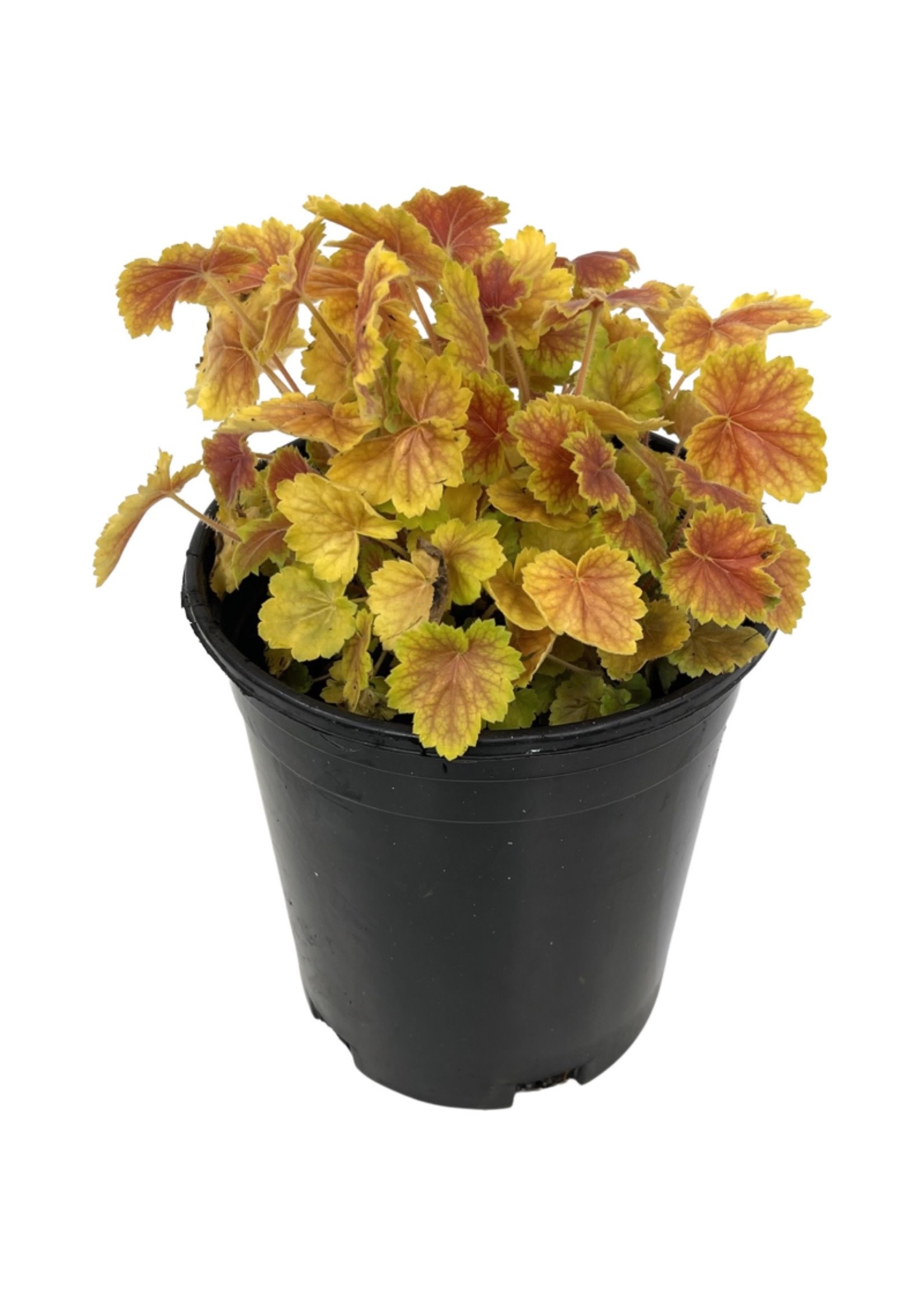 Heuchera 'Northern Exposure Sienna' 1 Gallon