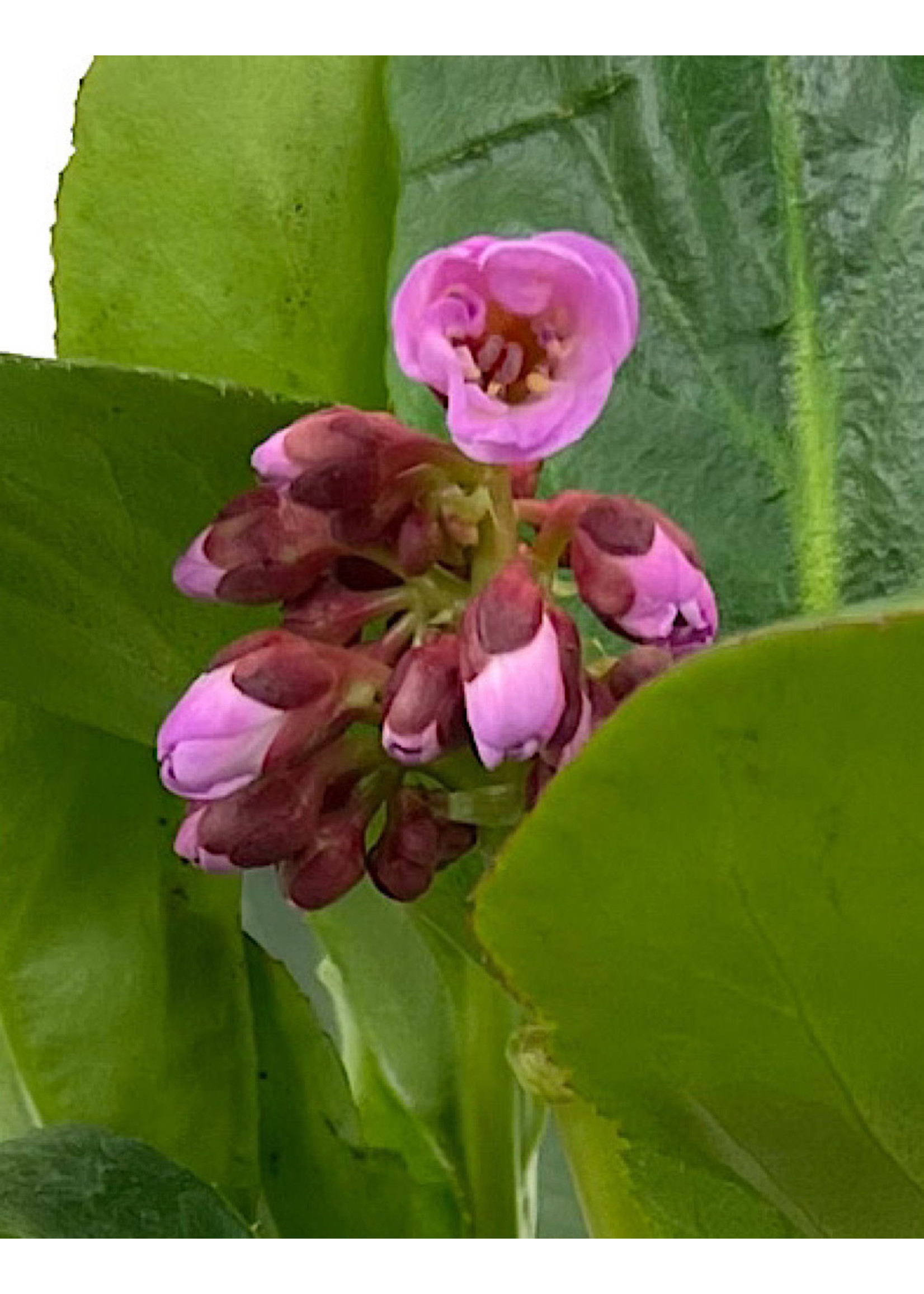 Bergenia 'Spring Fling'