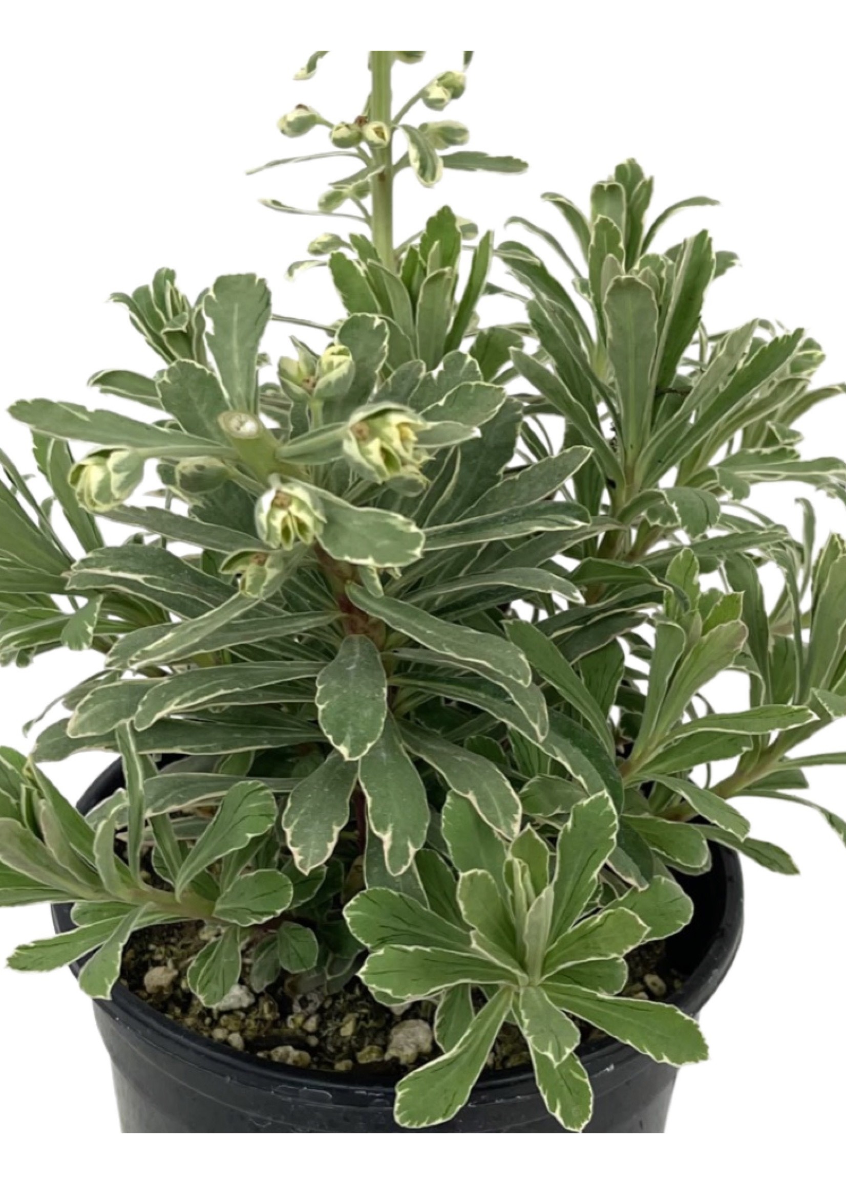 Euphorbia 'Glacier Blue'