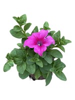 Petunia 'Supertunia Giant Pink' 4 inch