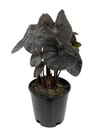 Colocasia esculenta 'Black Coral'