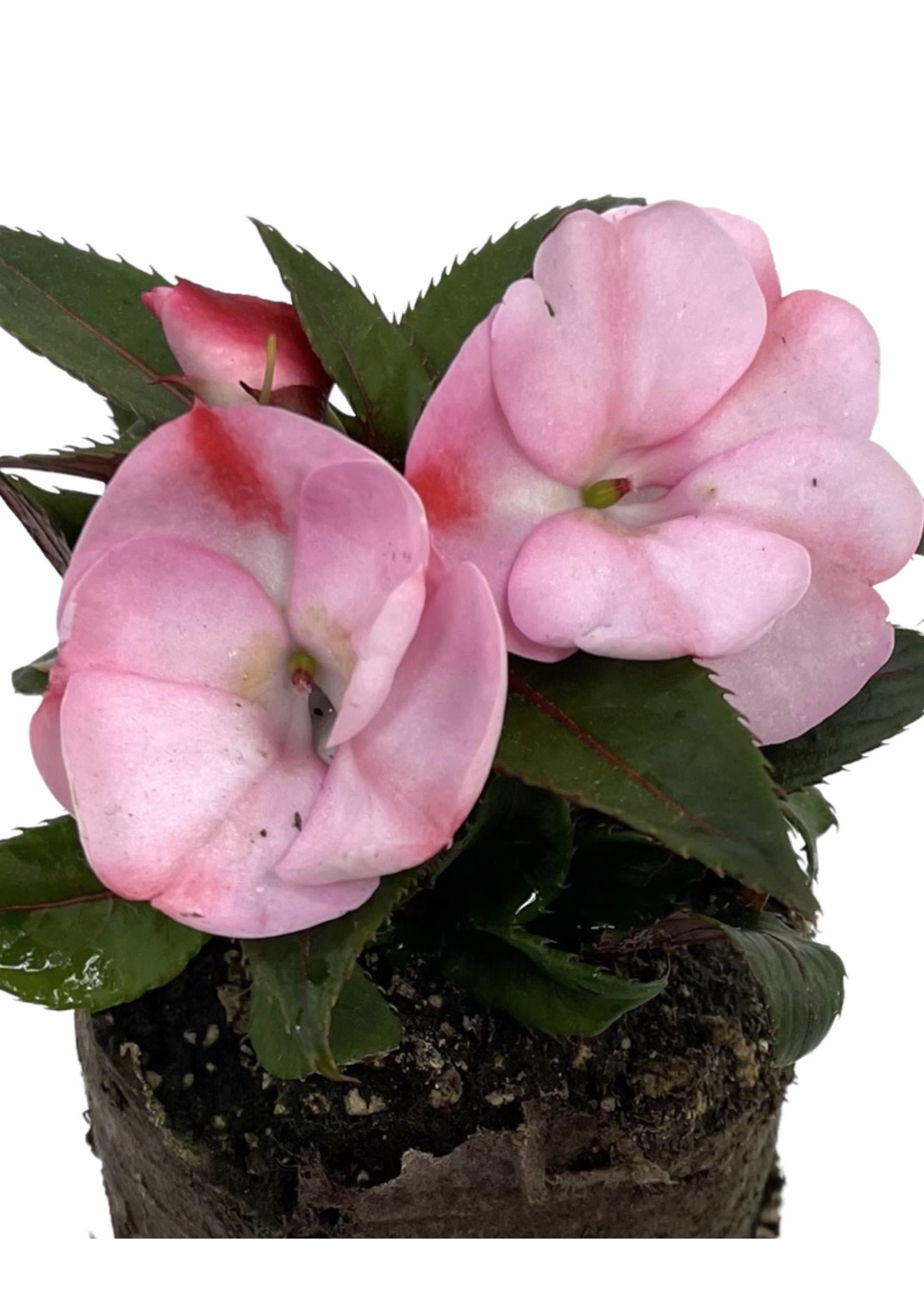 Sunpatiens ‘Compact Pink Candy’ 4 Inch