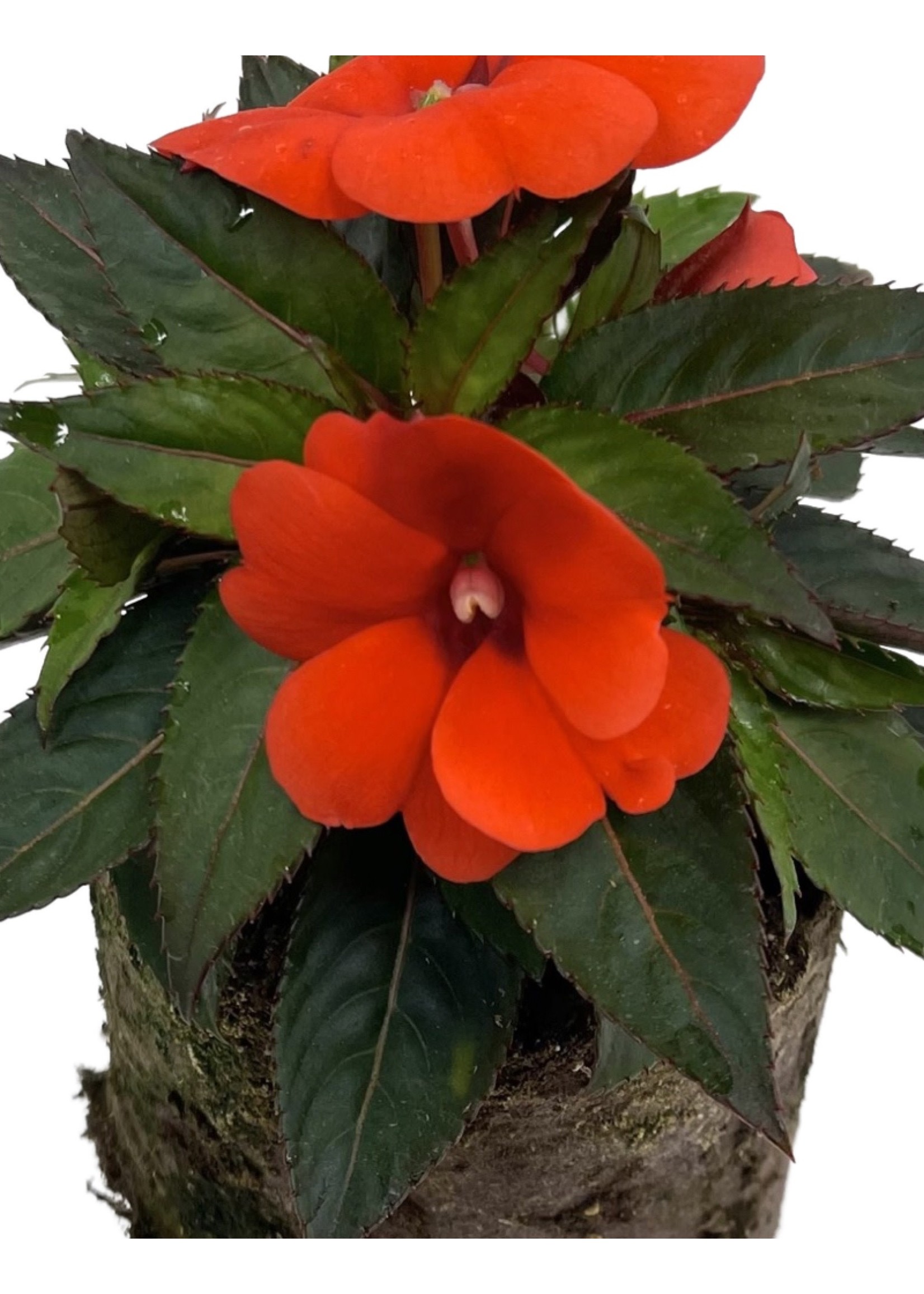 Sunpatiens ‘Compact Orange’ 4 Inch