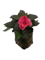 Sunpatiens ‘Compact Deep Rose’ 4 Inch