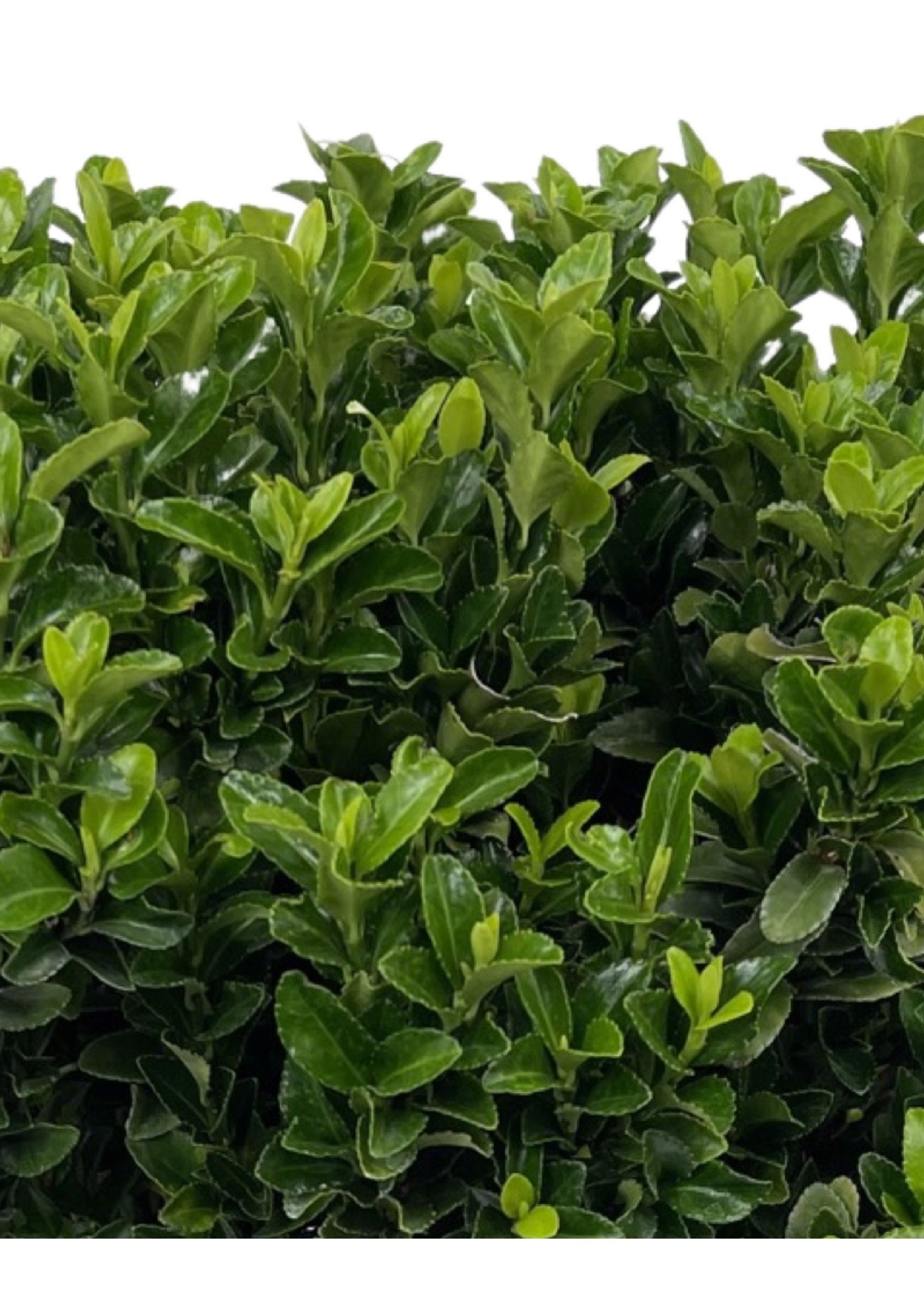 Euonymus japonicus 'Green Spire'