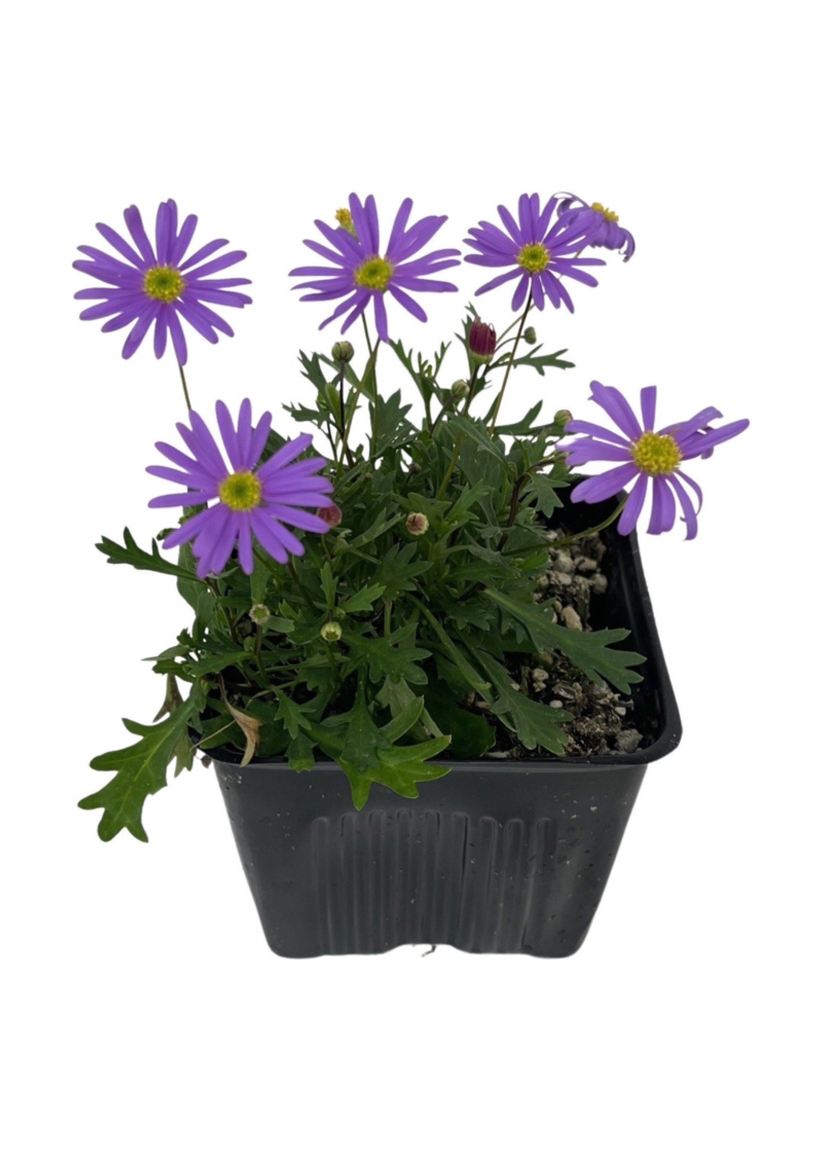 Brachyscome 'Brasco Violet' 4 Inch