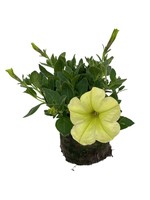 Petunia 'Sanguna Banana Candy' 4 Inch