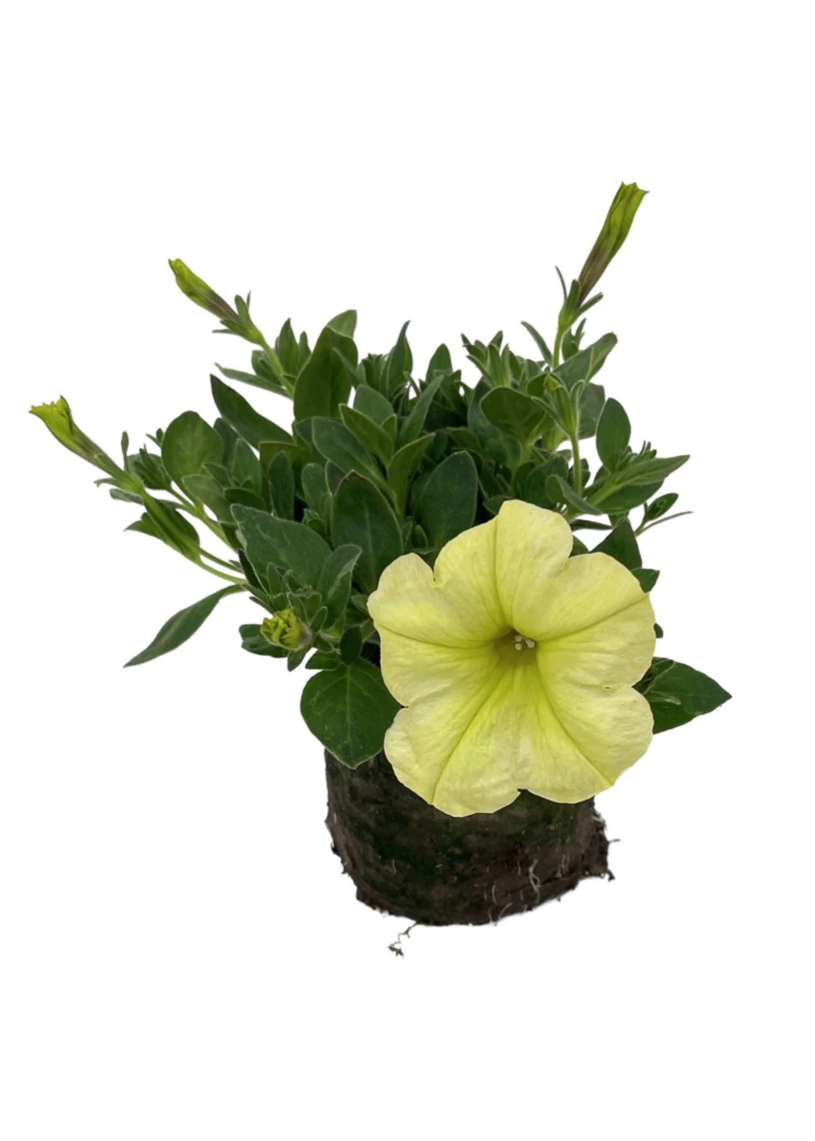 Petunia 'Sanguna Banana Candy' 4 Inch