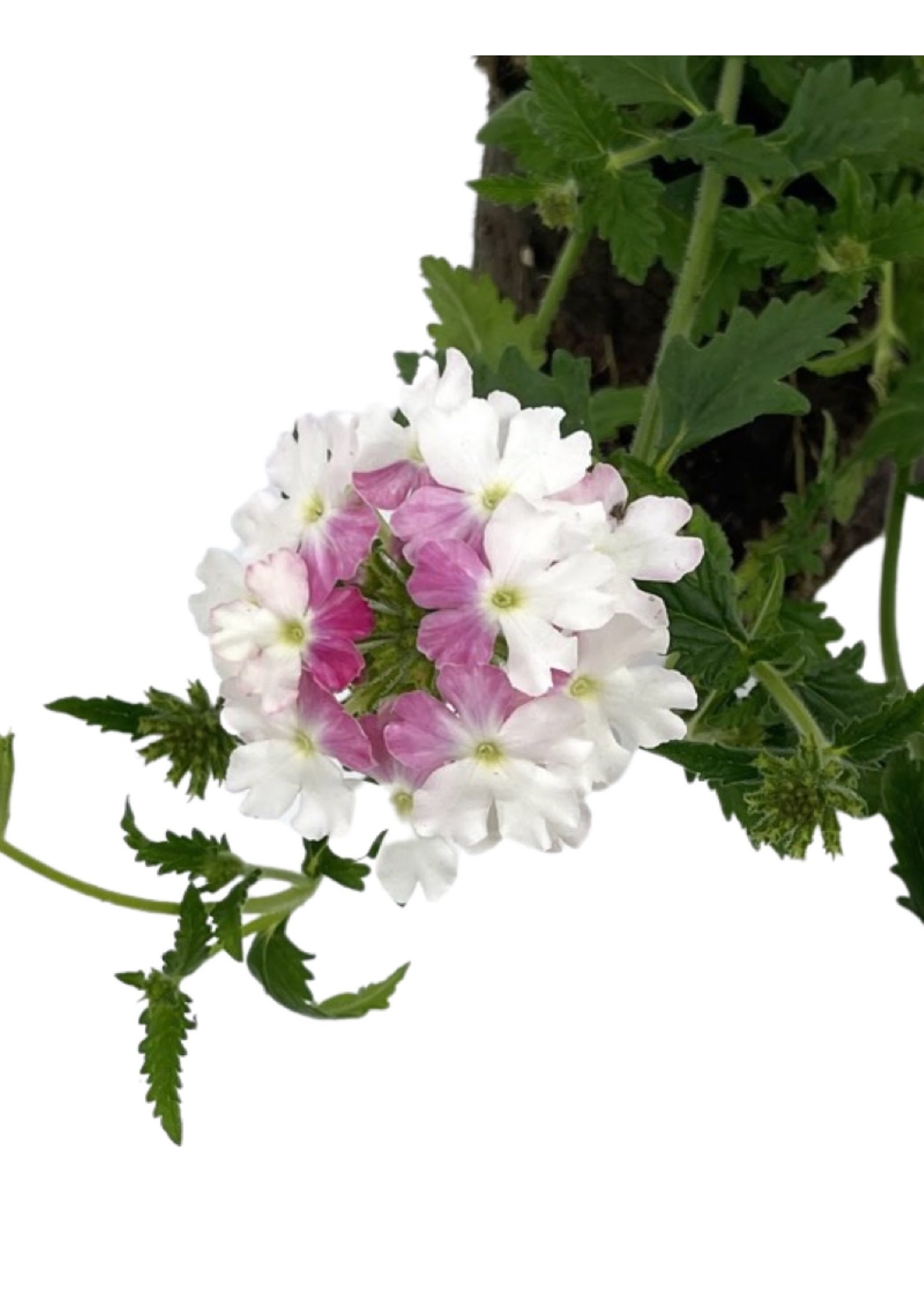 Verbena 'Lanai Twister Pink’ 4 Inch