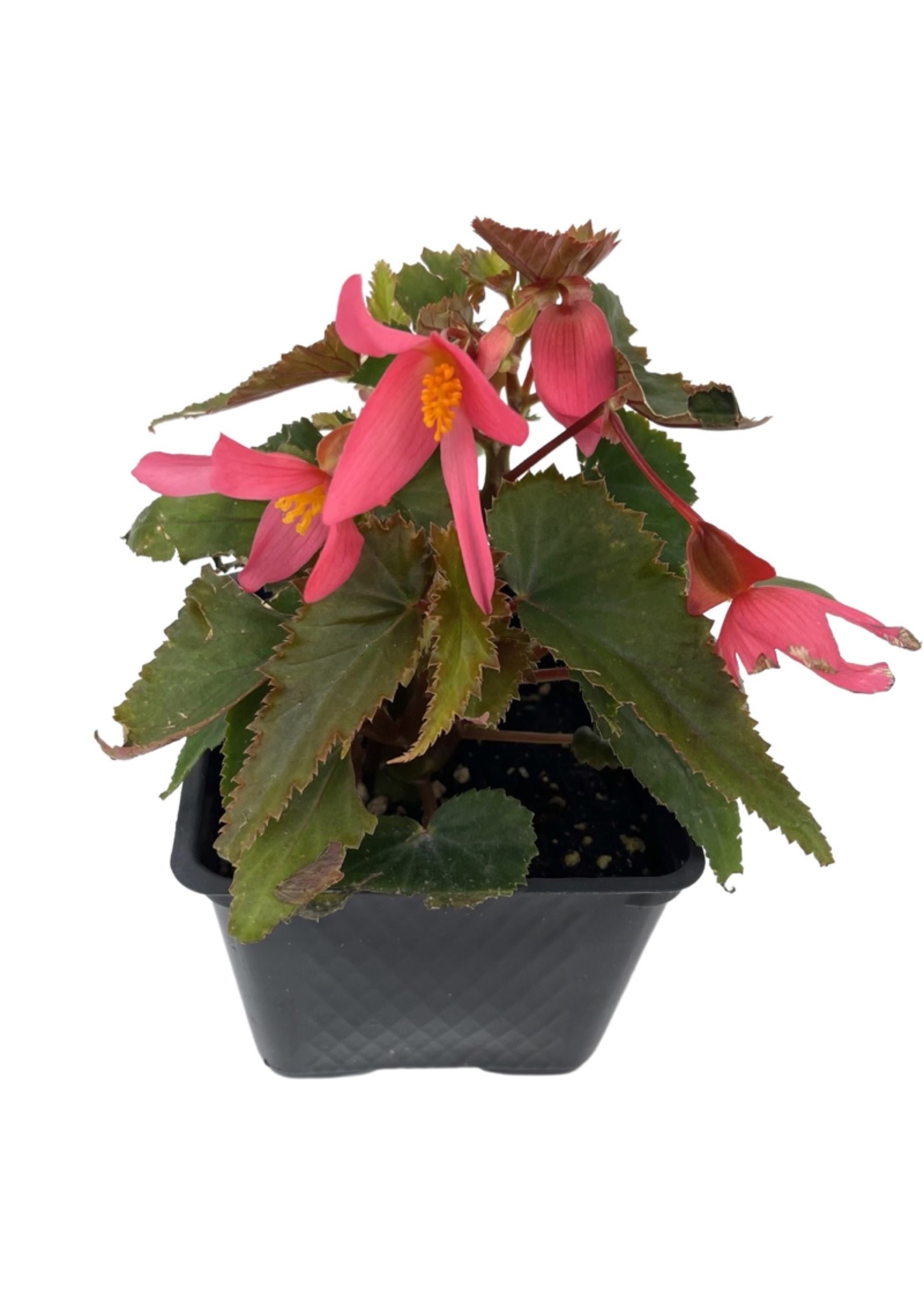 Begonia 'Mistral Pink' 4 Inch