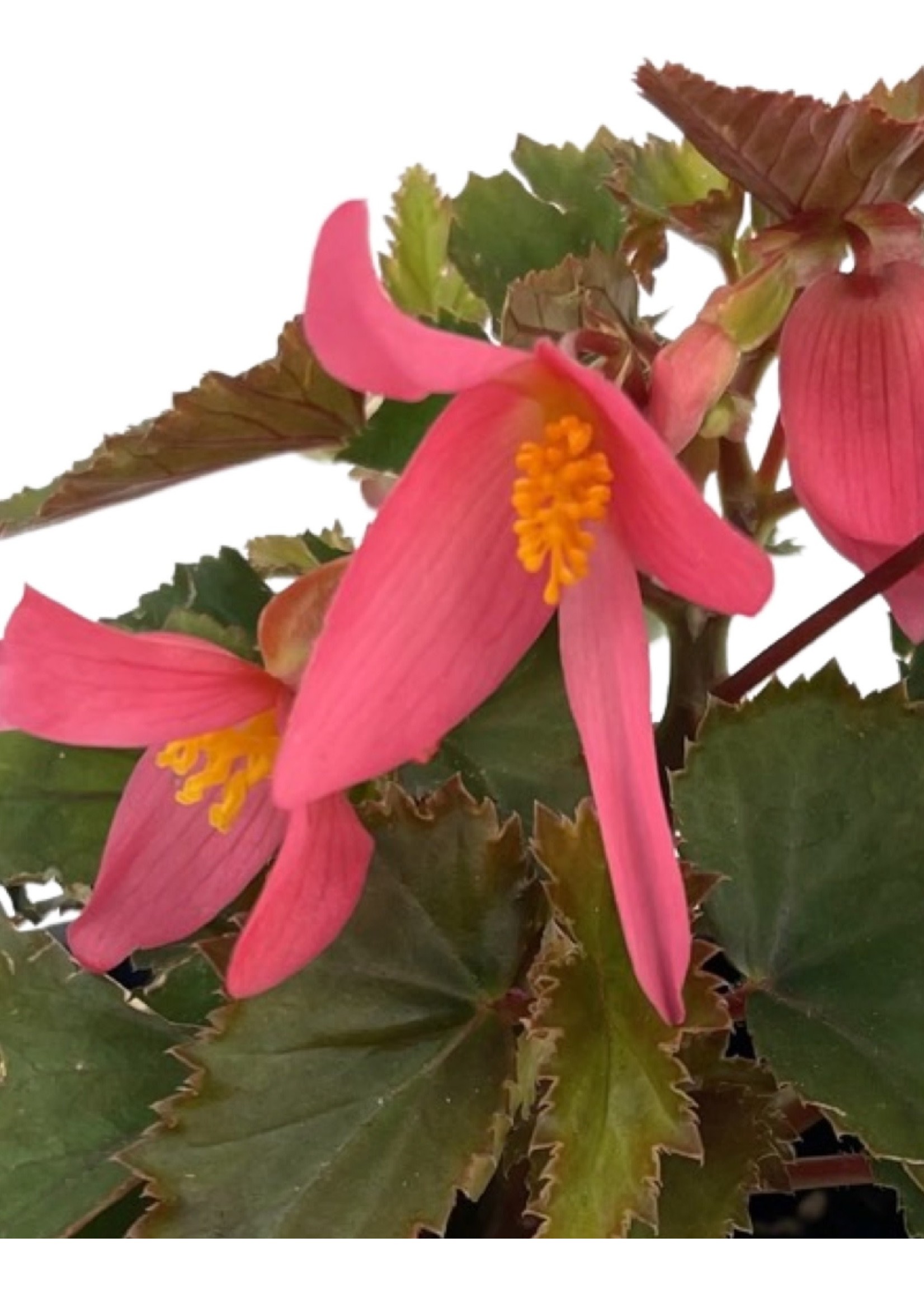 Begonia 'Mistral Pink' 4 Inch