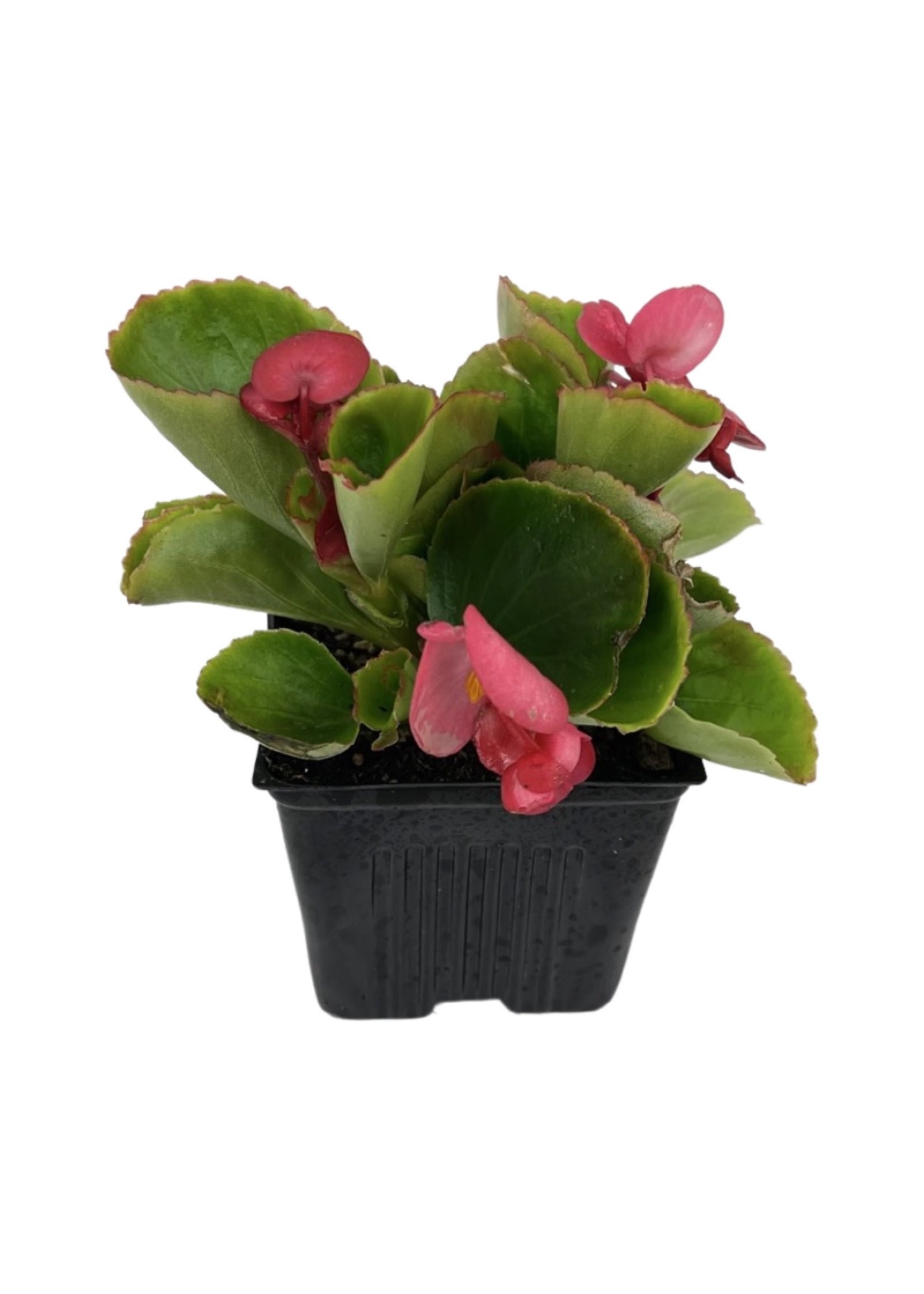 Begonia 'Ambassador Rose'  4 Inch