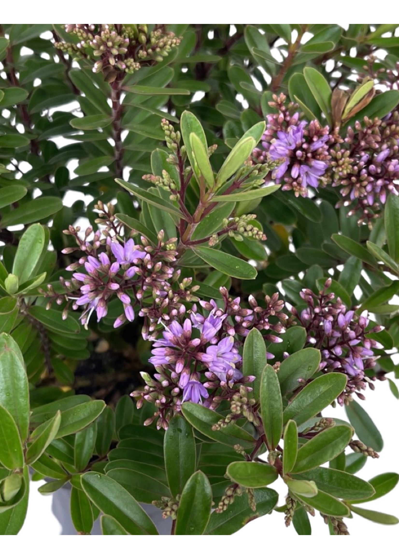 Hebe buxifolia 'Patty's Purple' 1 Gallon