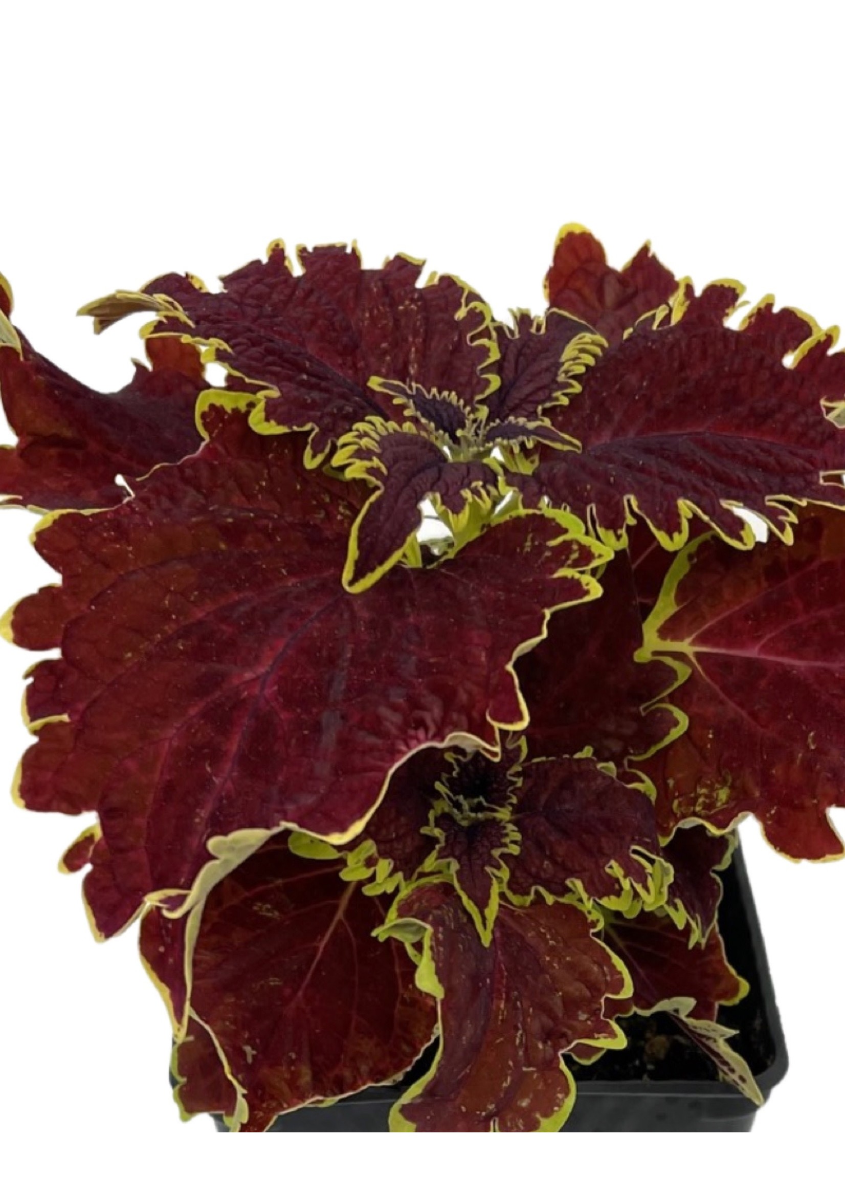 Coleus 'Vulcan' 4 Inch