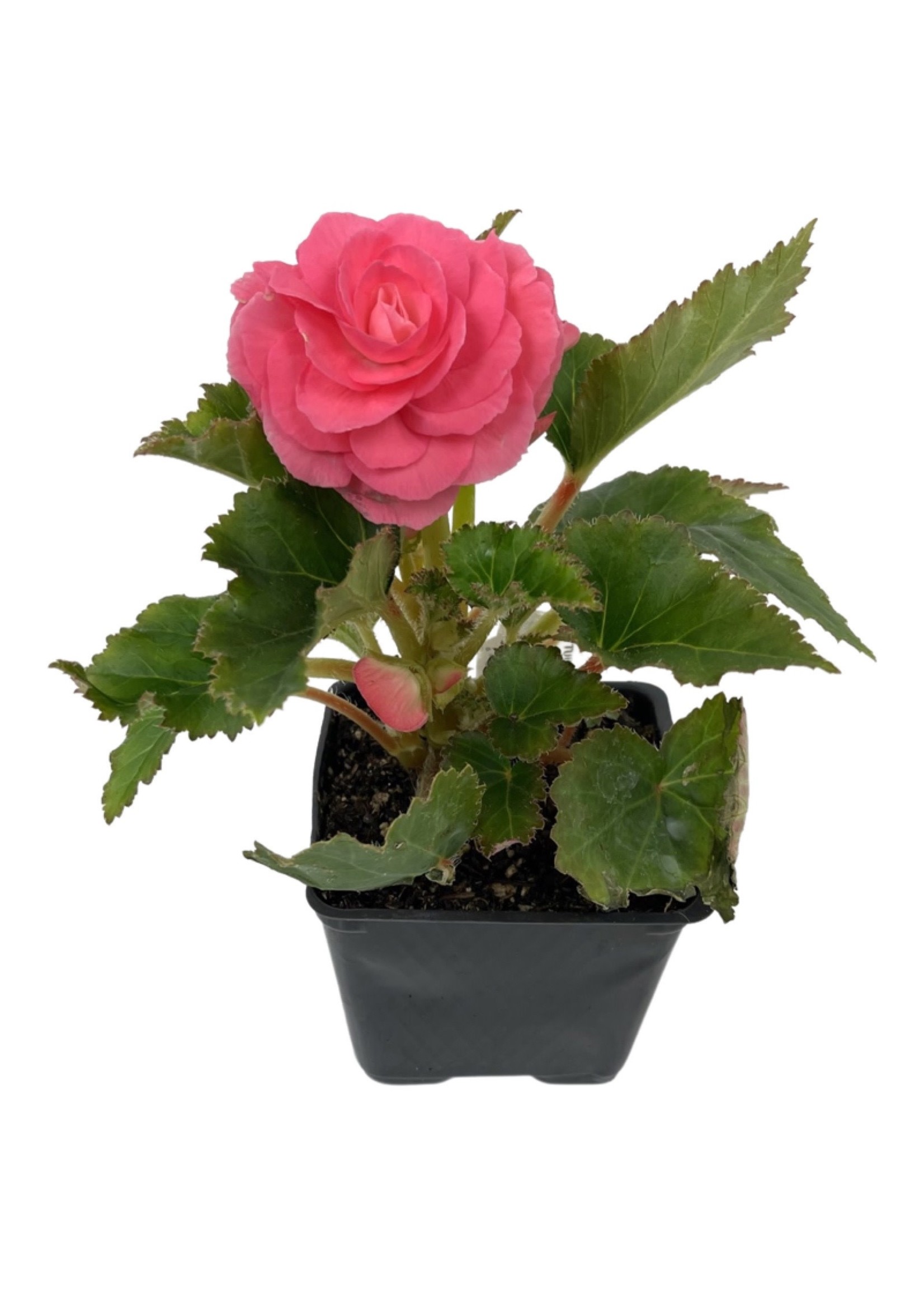 Begonia 'Nonstop Pink'  4 inch