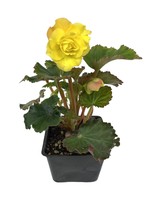 Begonia 'Nonstop Yellow'  4 inch