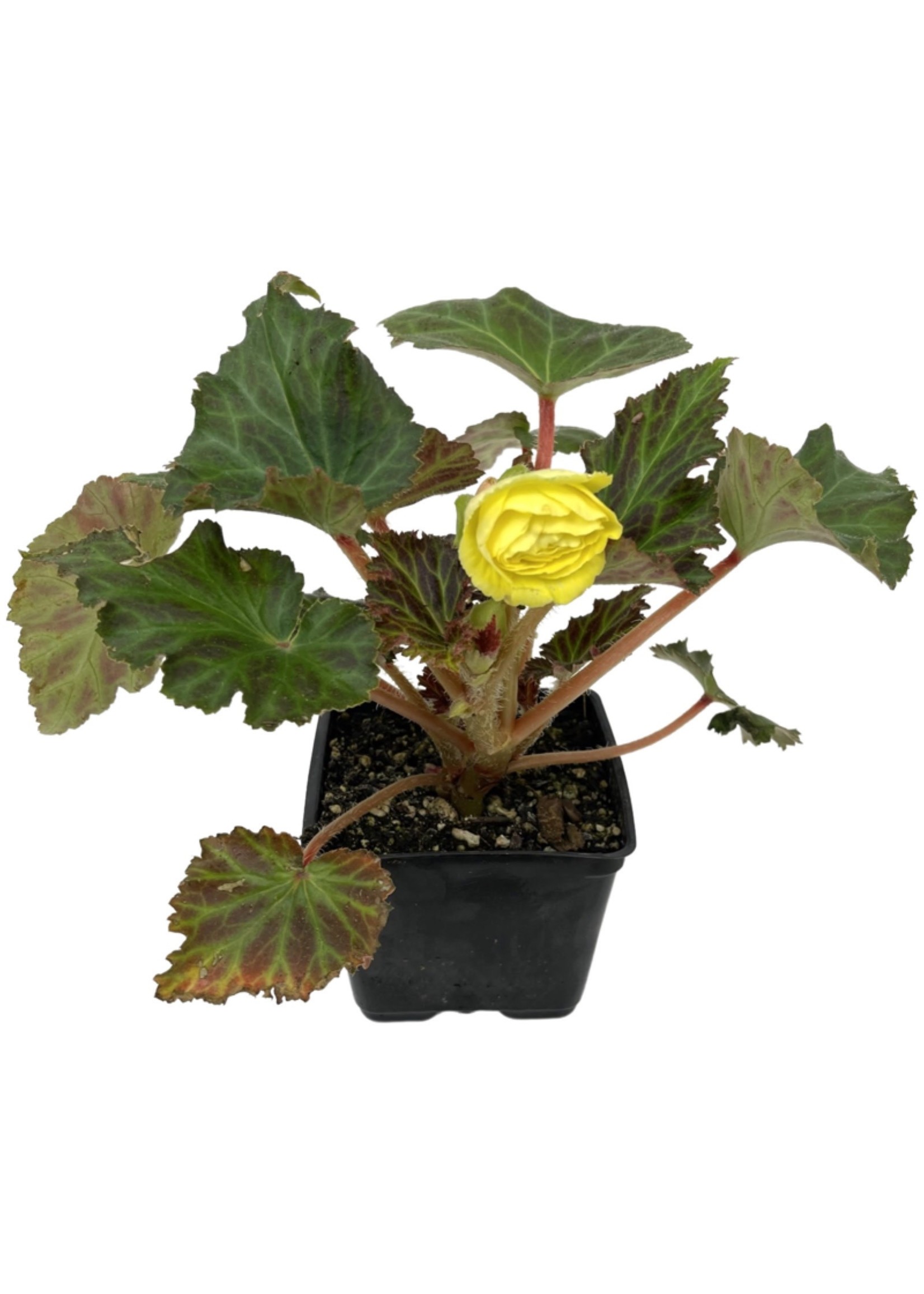 Begonia Nonstop Mocca 'Yellow' 4 Inch