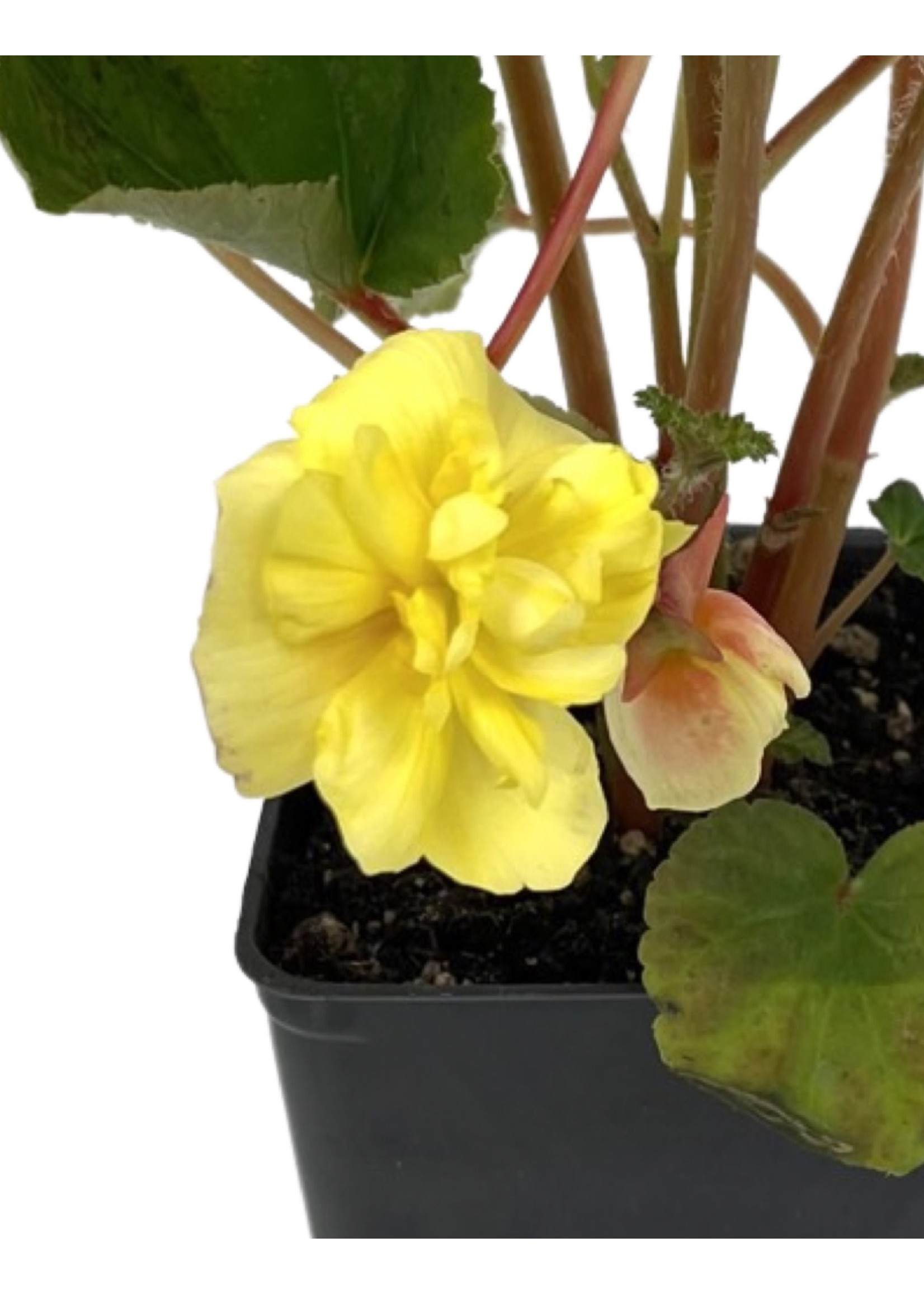 Begonia 'Illumination Lemon' 4 Inch