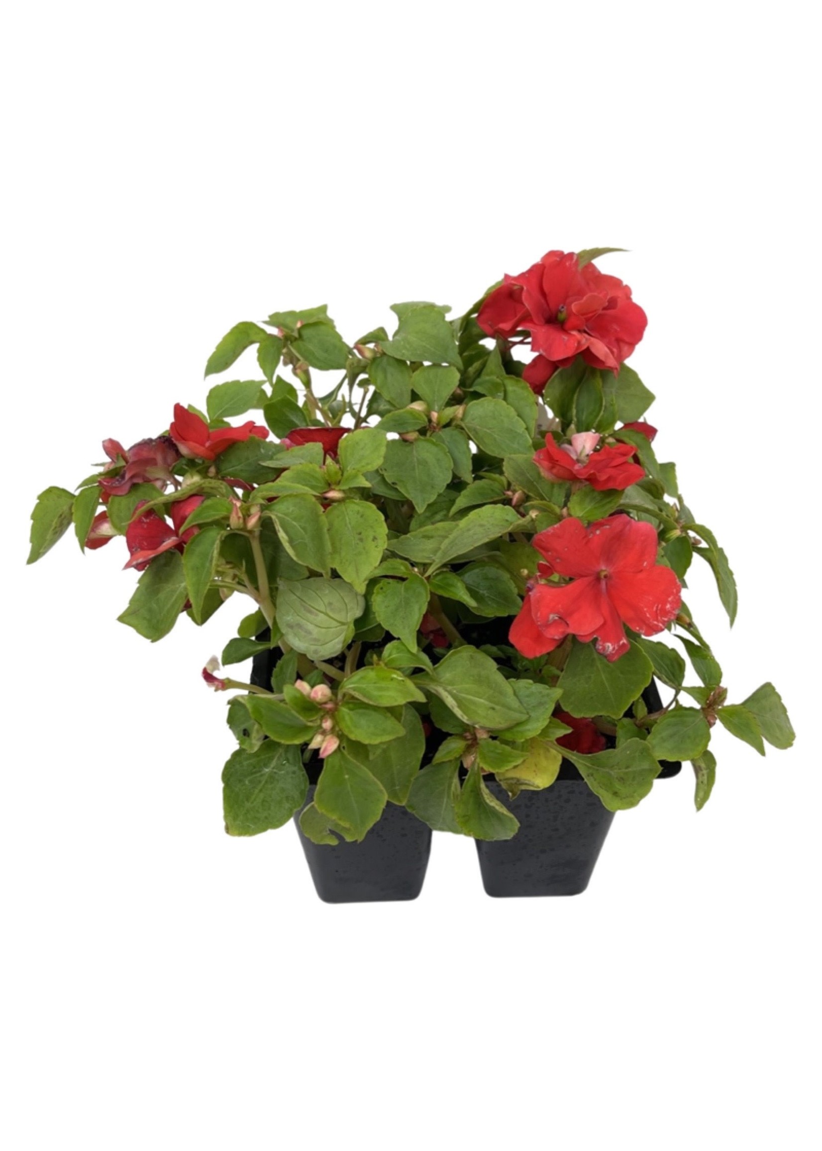 Impatiens 'Beacon Bright Red' Jumbo Traypack