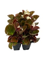 Begonia 'Cocktail Bronze Whiskey' Jumbo Traypack