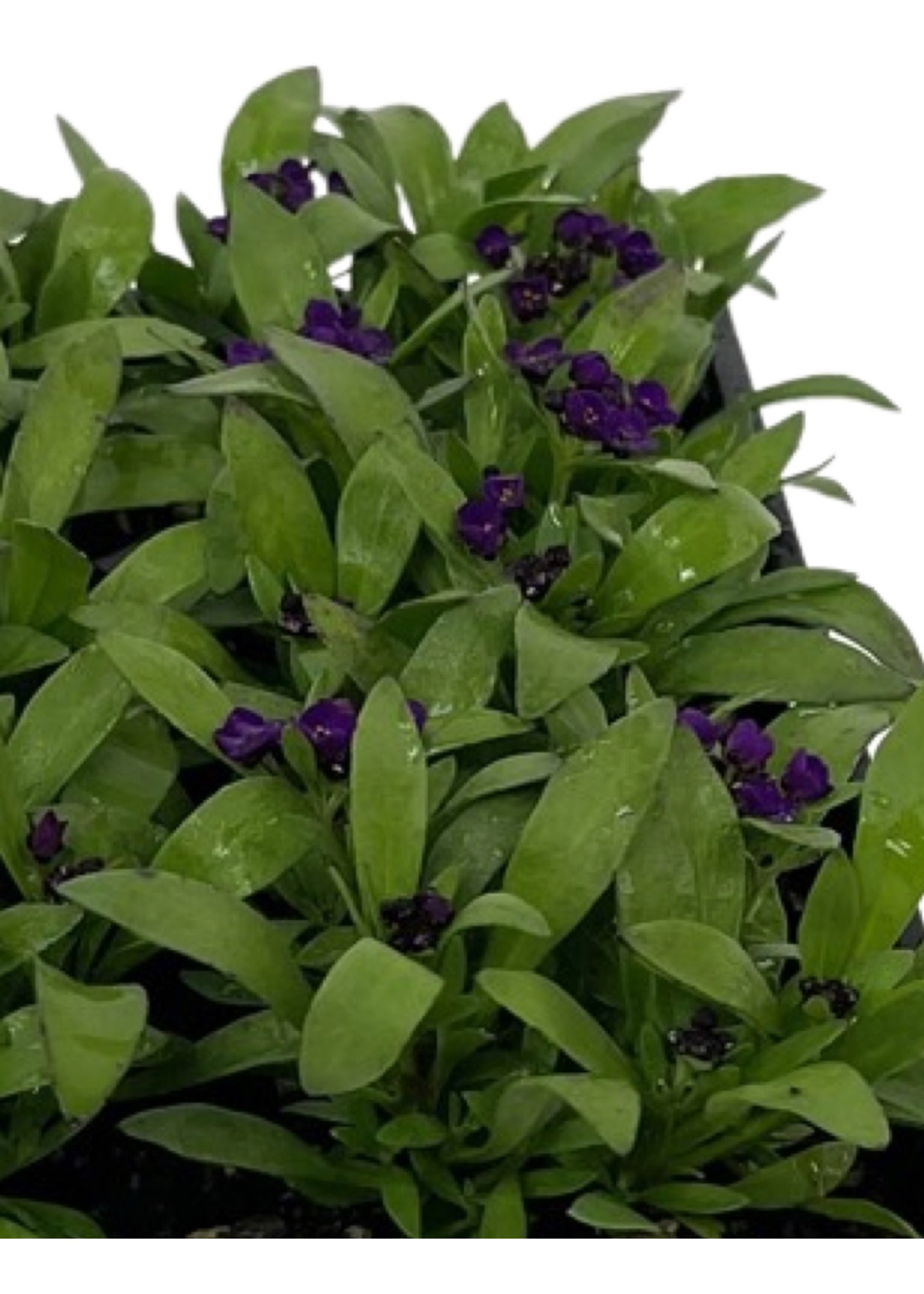 Alyssum 'Easter Bonnet Violet' Jumbo Traypack