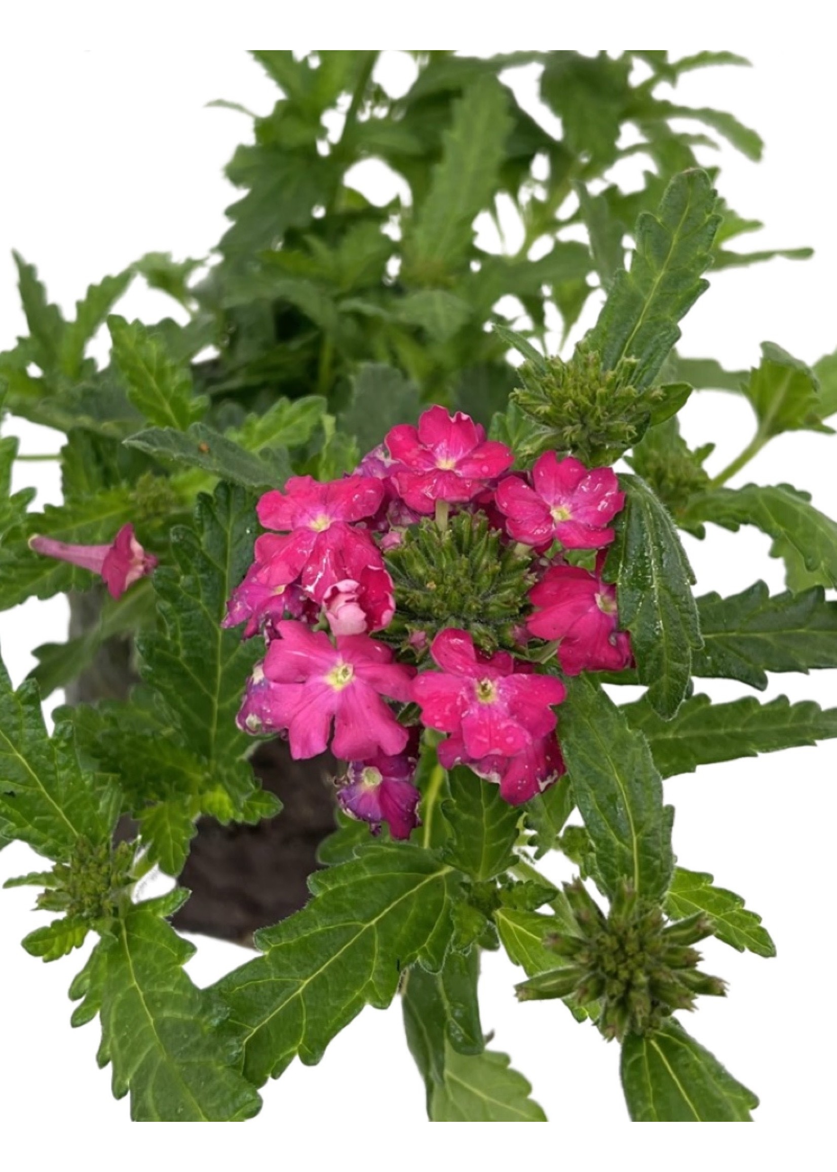 Verbena 'Lanai Deep Pink'  4 Inch