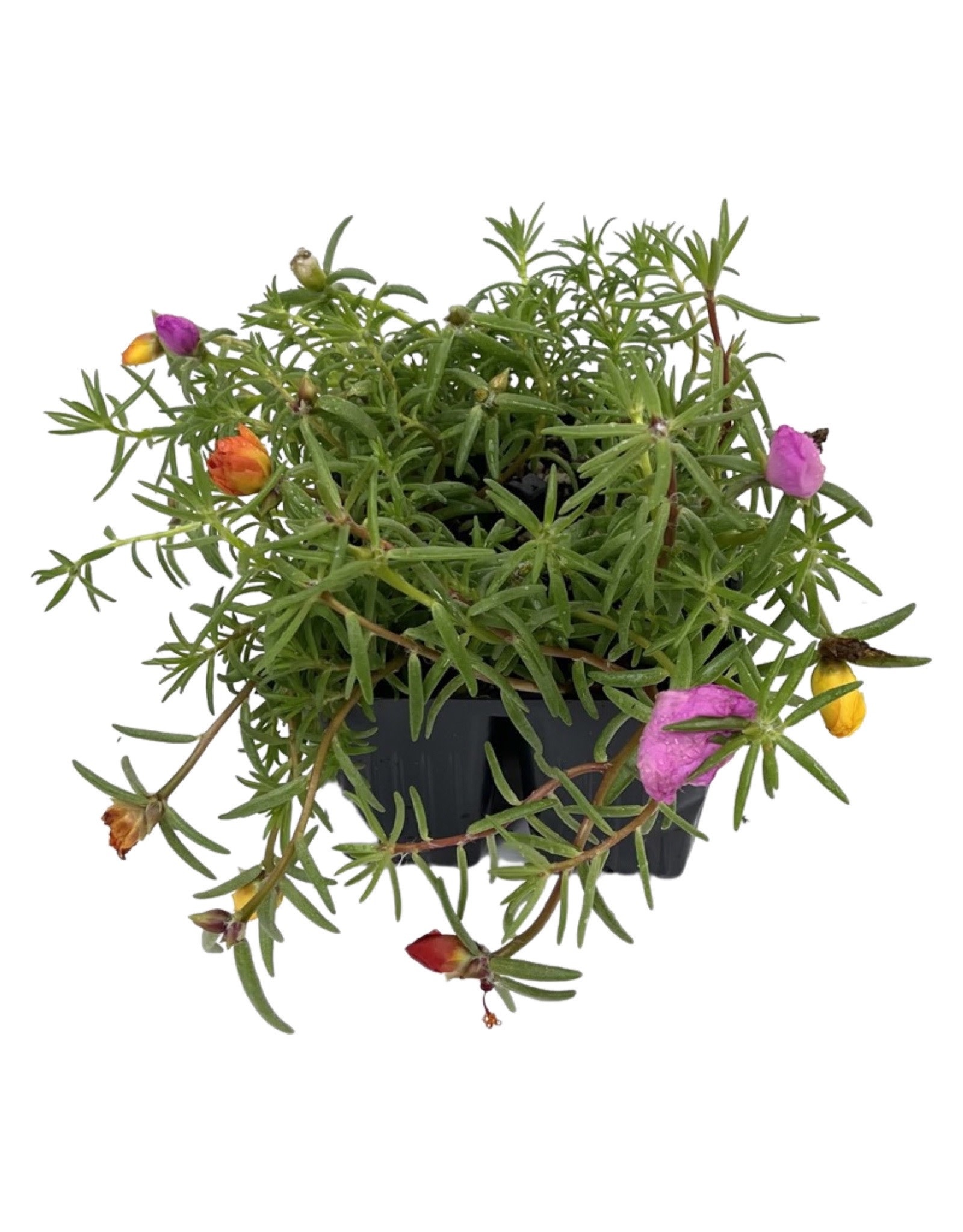 Portulaca 'Sundial Mix' Jumbo Traypack - The Garden Corner