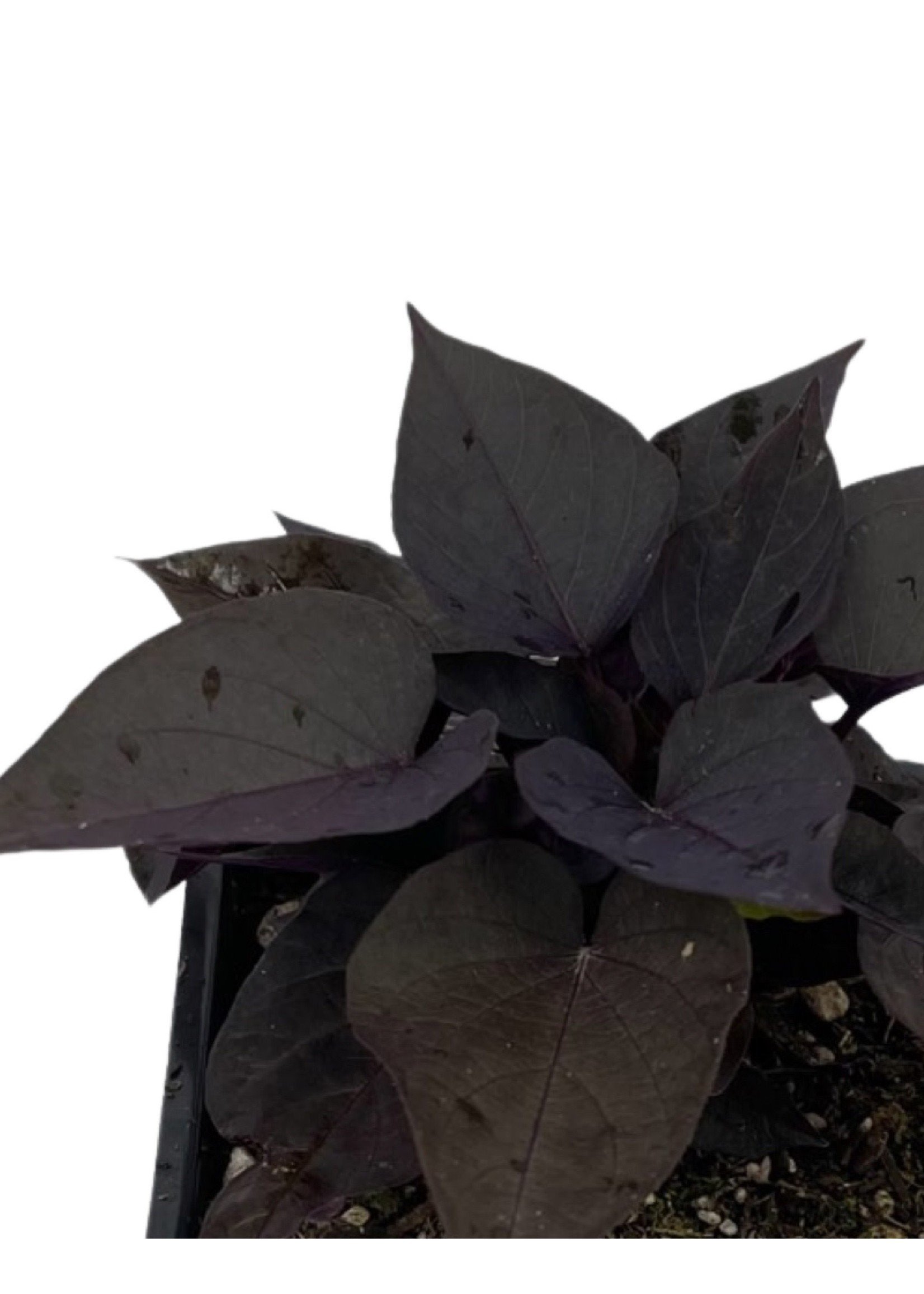 Ipomoea 'Spotlight Black Heart’ 4 Inch