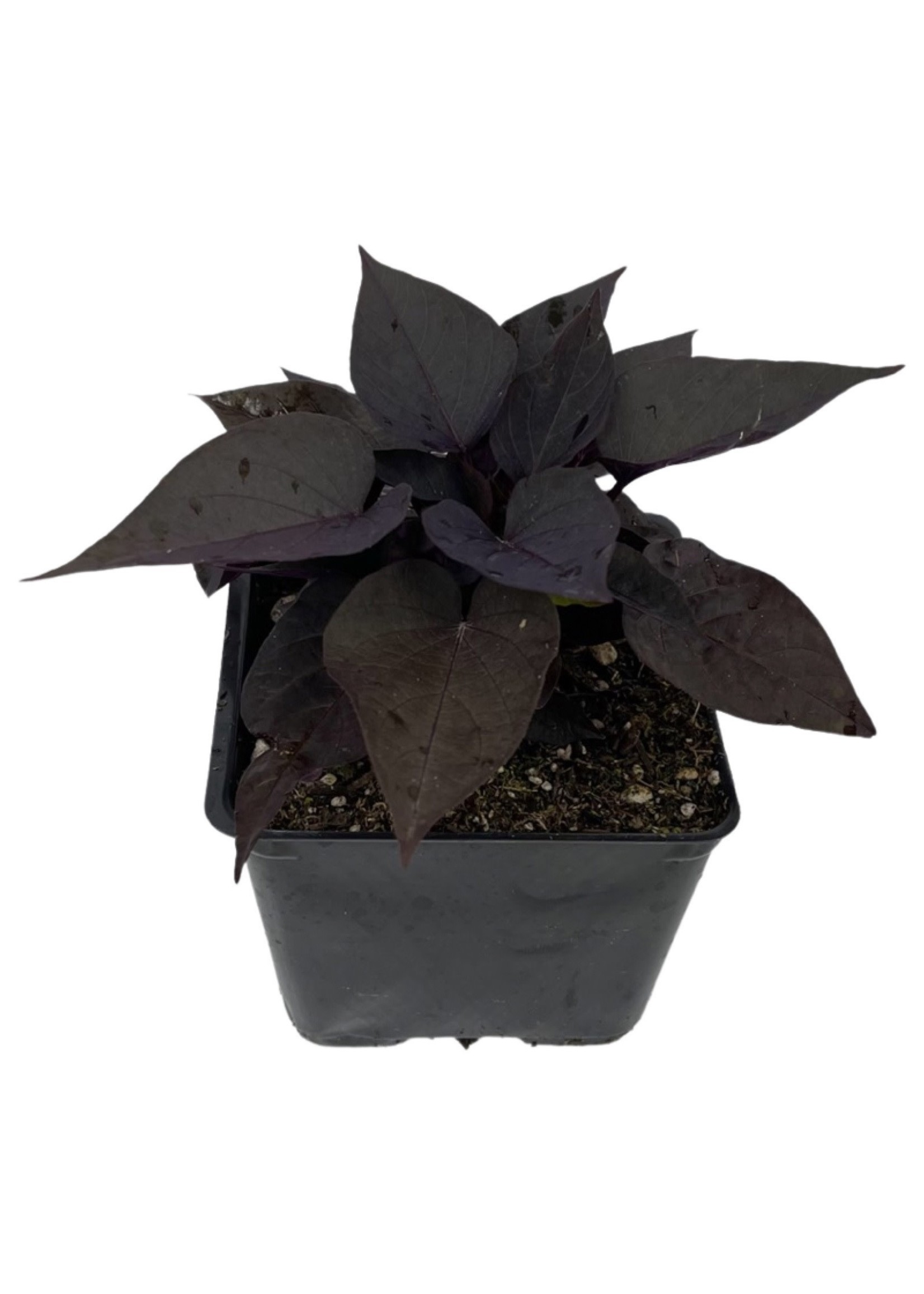 Ipomoea 'Spotlight Black Heart’ 4 Inch