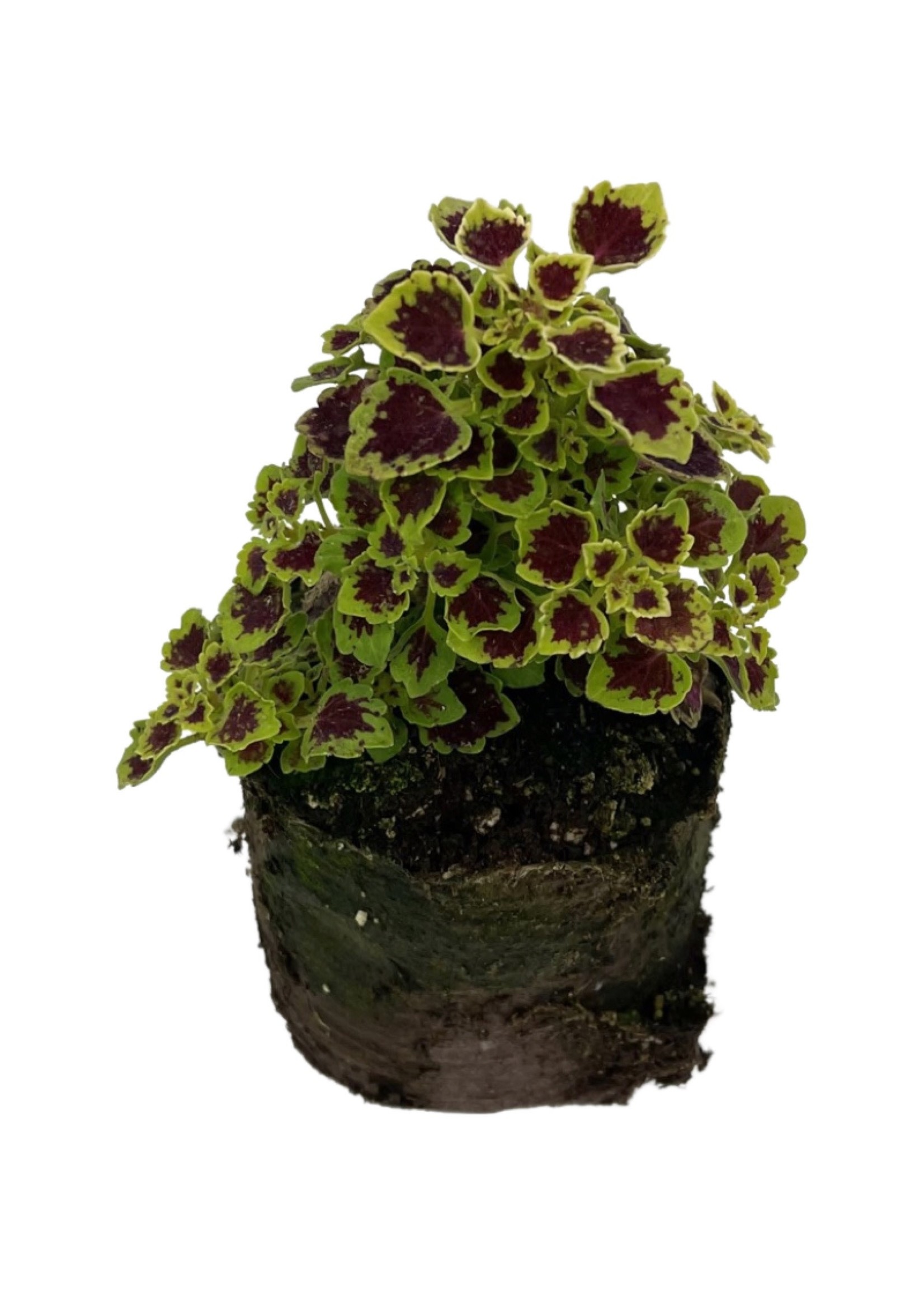 Coleus 'Great Falls Angel' 4 Inch