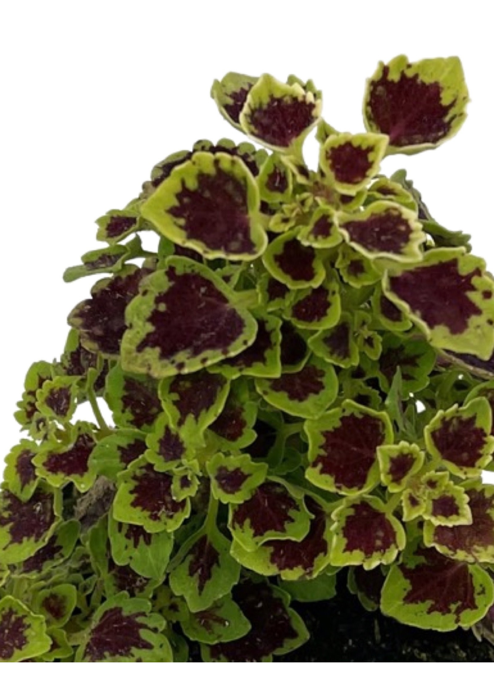 Coleus 'Great Falls Angel' 4 Inch