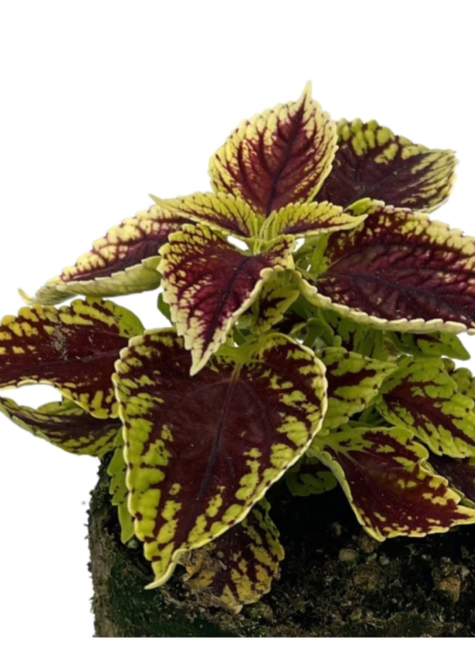 Coleus 'Coleosaurus' 4 Inch