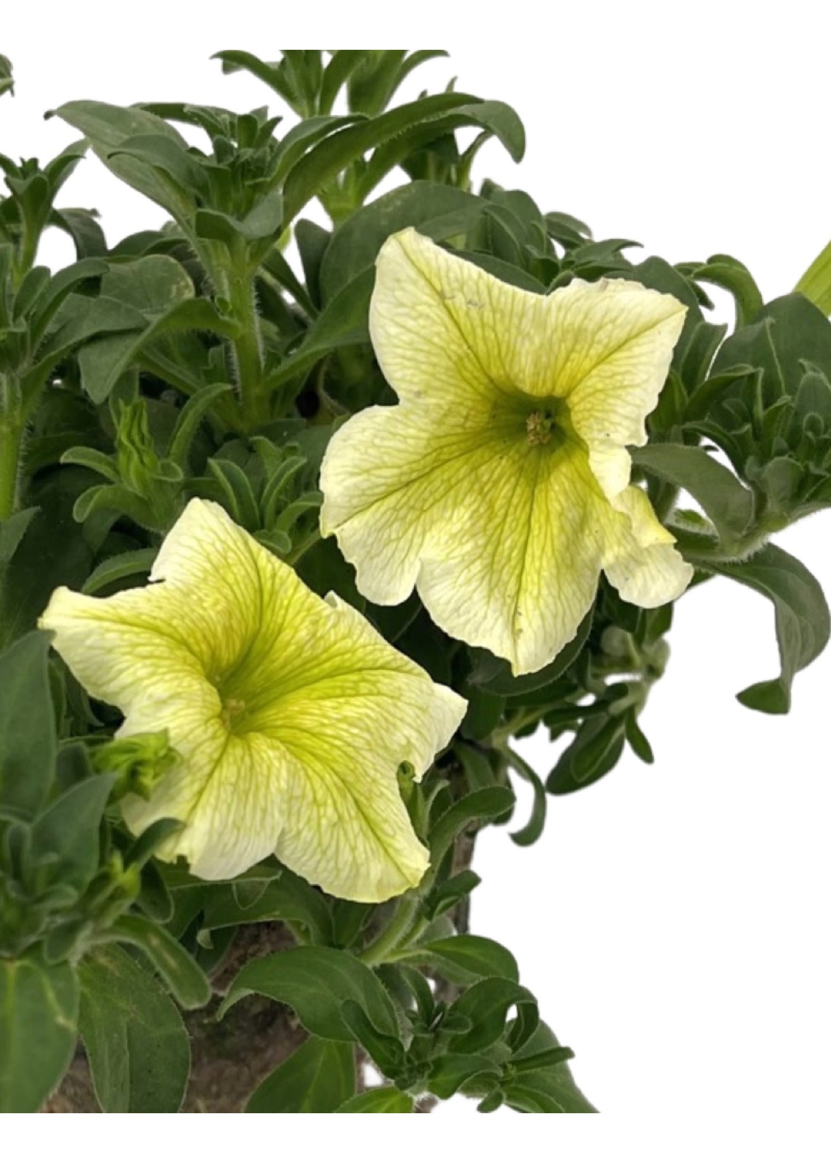 Petunia 'Surfinia Yellow' 4 Inch