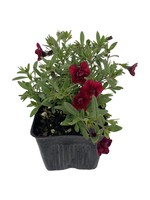 Calibrachoa 'Minifamous Double Red' 4 Inch