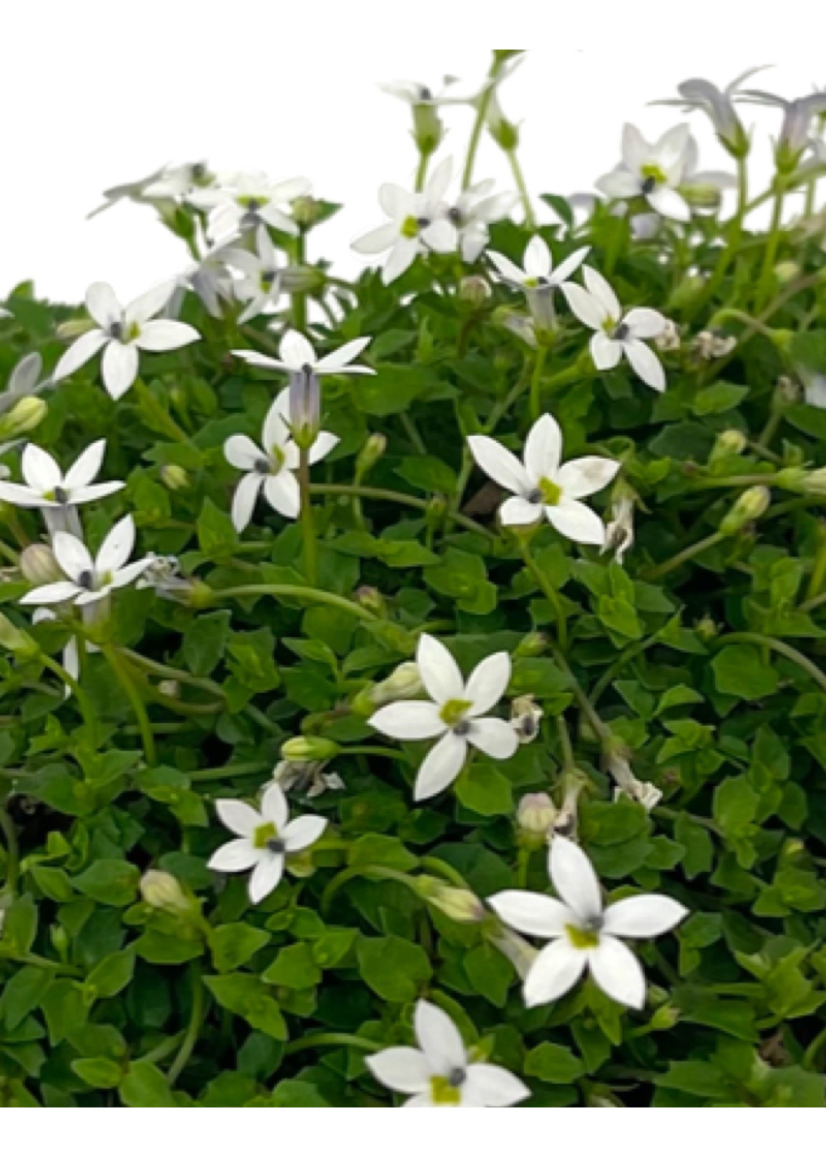 Pratia pedunculata 'Alba' 4 inch