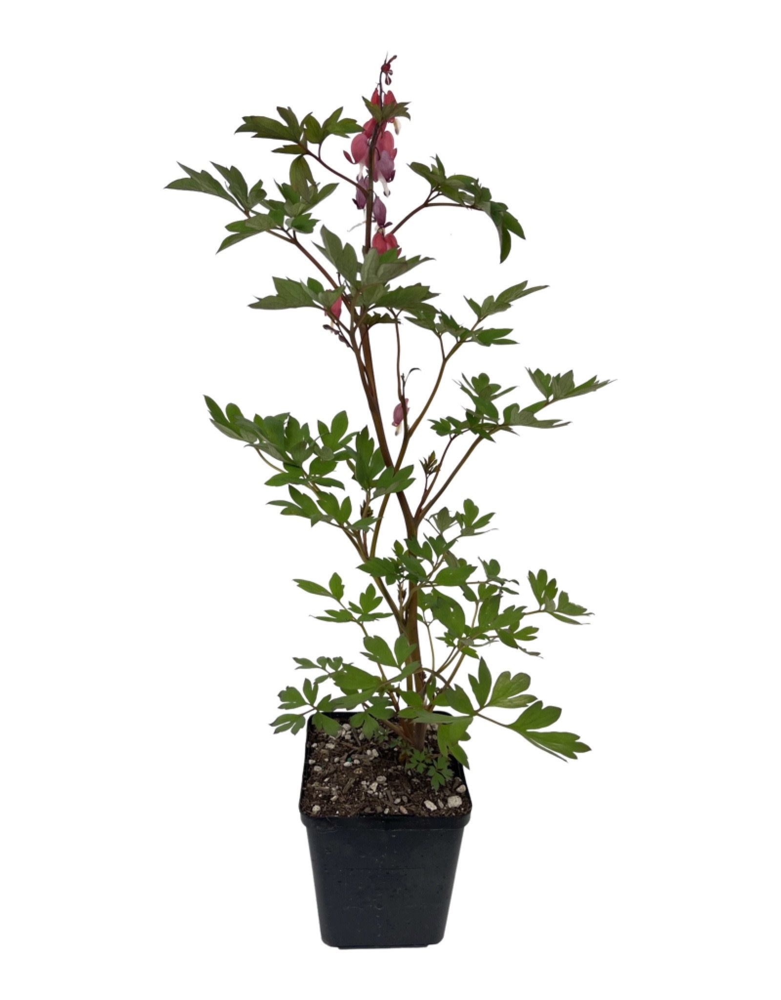 Dicentra spectabilis 'Valentine' Quart The Garden Corner